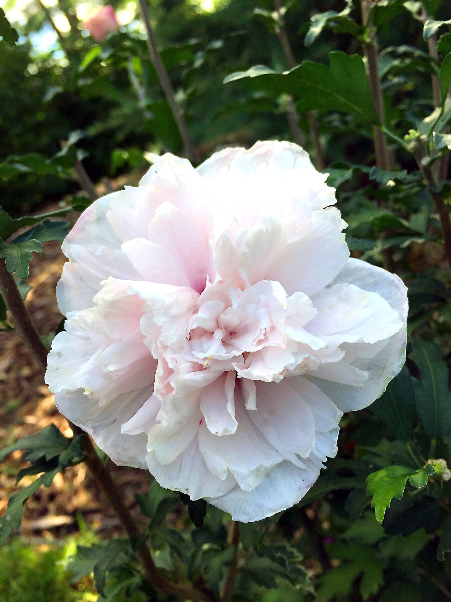 slide 3 of 6, Lowe's French Cabaret Hibiscus Flowering Shrub in 2 -Gallon Pot 1.0 -Pack with Pink Blooms, 1 ct