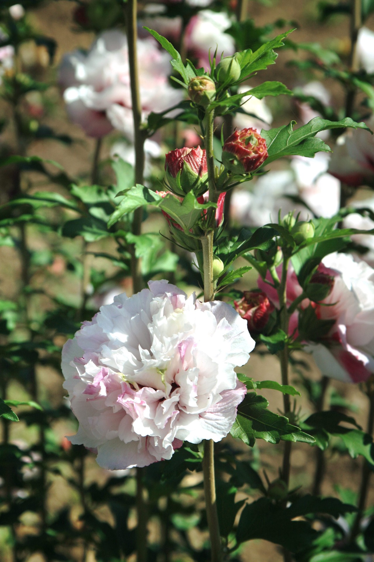 slide 4 of 6, Lowe's French Cabaret Hibiscus Flowering Shrub in 2 -Gallon Pot 1.0 -Pack with Pink Blooms, 1 ct