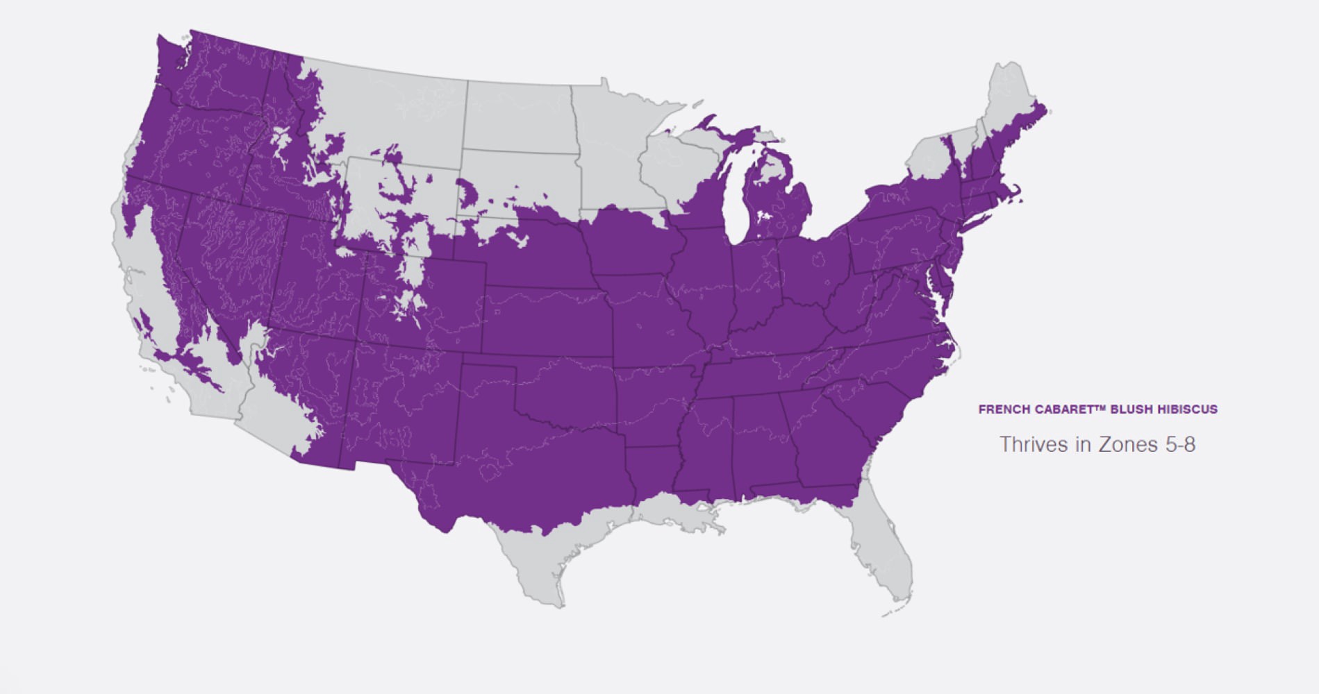 slide 5 of 6, Lowe's French Cabaret Hibiscus Flowering Shrub in 2 -Gallon Pot 1.0 -Pack with Pink Blooms, 1 ct