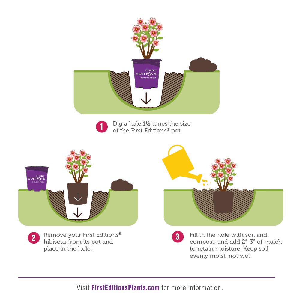 slide 6 of 6, Lowe's French Cabaret Hibiscus Flowering Shrub in 2 -Gallon Pot 1.0 -Pack with Pink Blooms, 1 ct