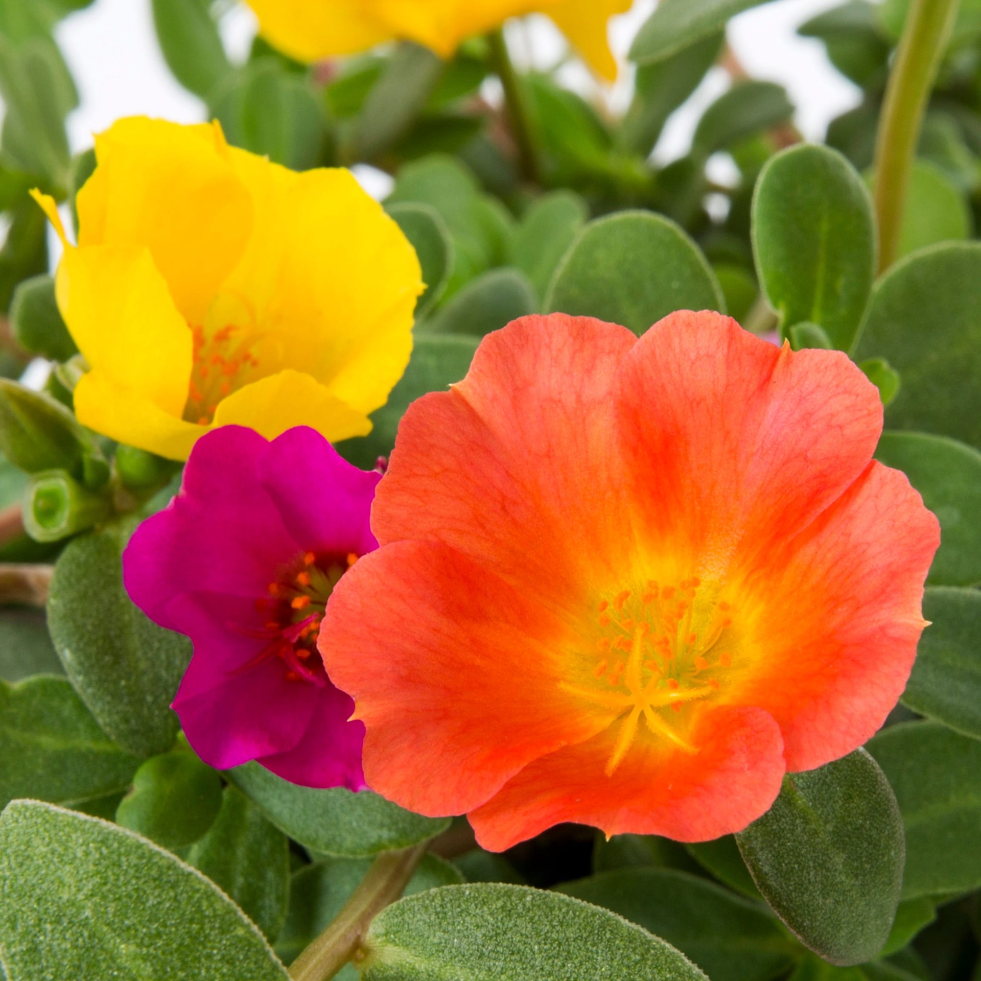 slide 2 of 6, Lowe's Multicolor Purslane in 1.5-Gallons Hanging Basket, 1 ct