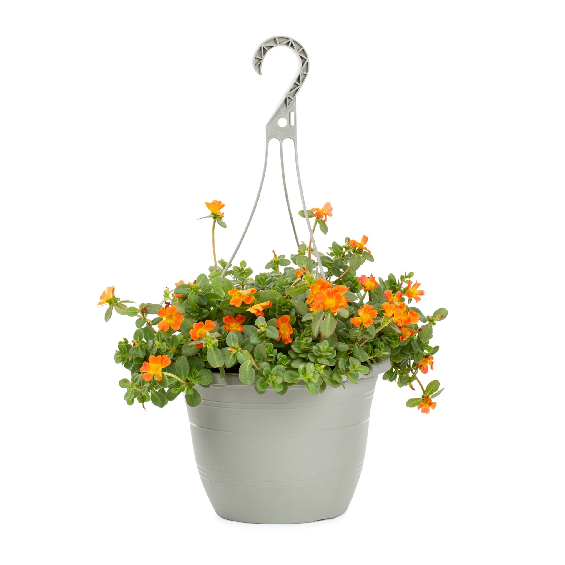 slide 3 of 6, Lowe's Multicolor Purslane in 1.5-Gallons Hanging Basket, 1 ct