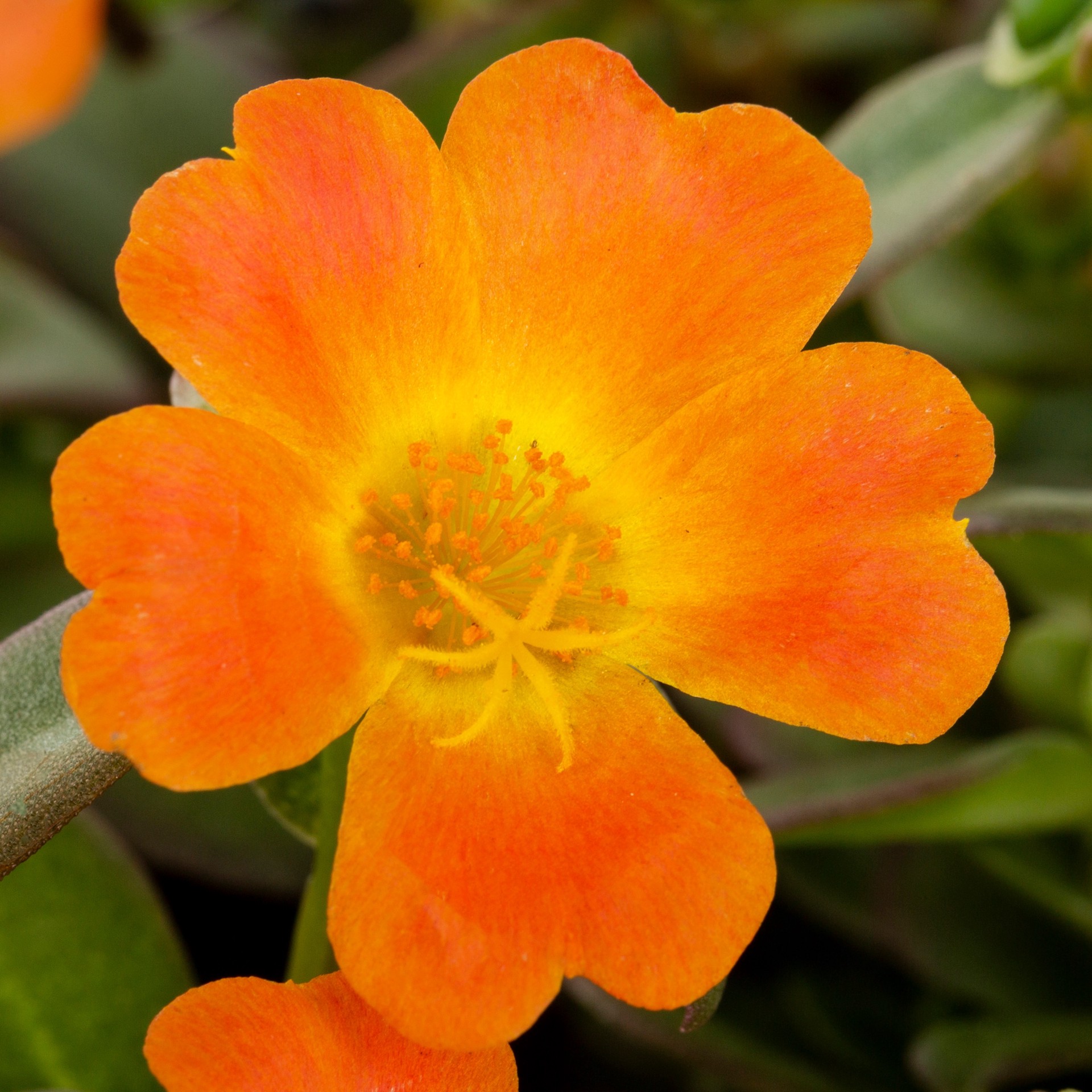 slide 4 of 6, Lowe's Multicolor Purslane in 1.5-Gallons Hanging Basket, 1 ct