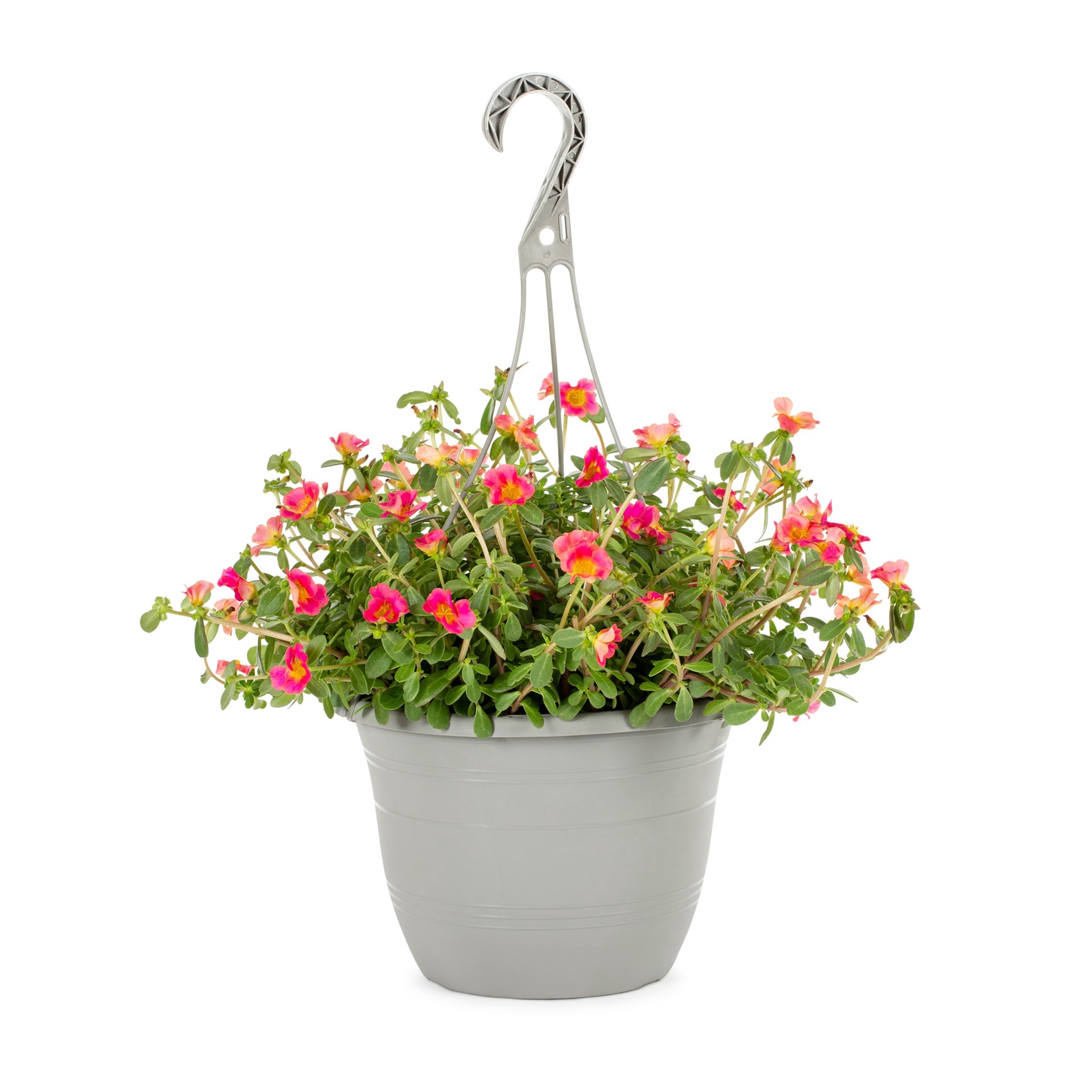 slide 5 of 6, Lowe's Multicolor Purslane in 1.5-Gallons Hanging Basket, 1 ct