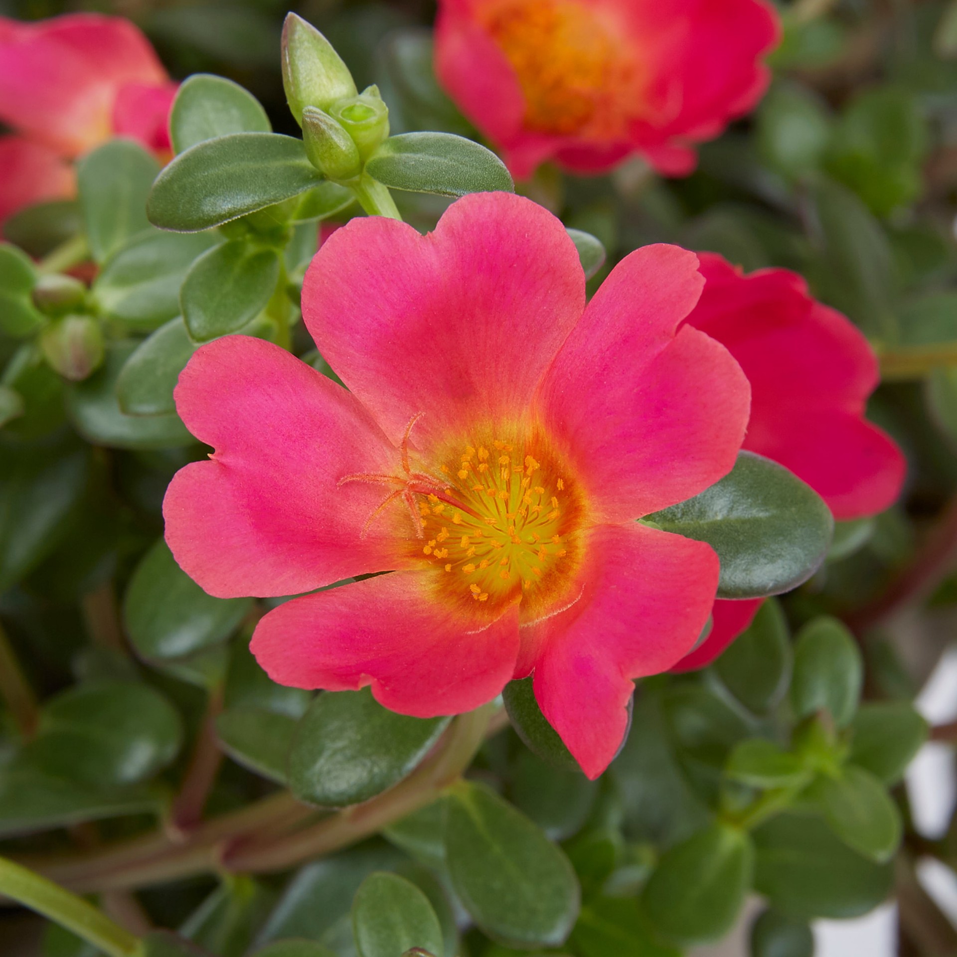 slide 6 of 6, Lowe's Multicolor Purslane in 1.5-Gallons Hanging Basket, 1 ct
