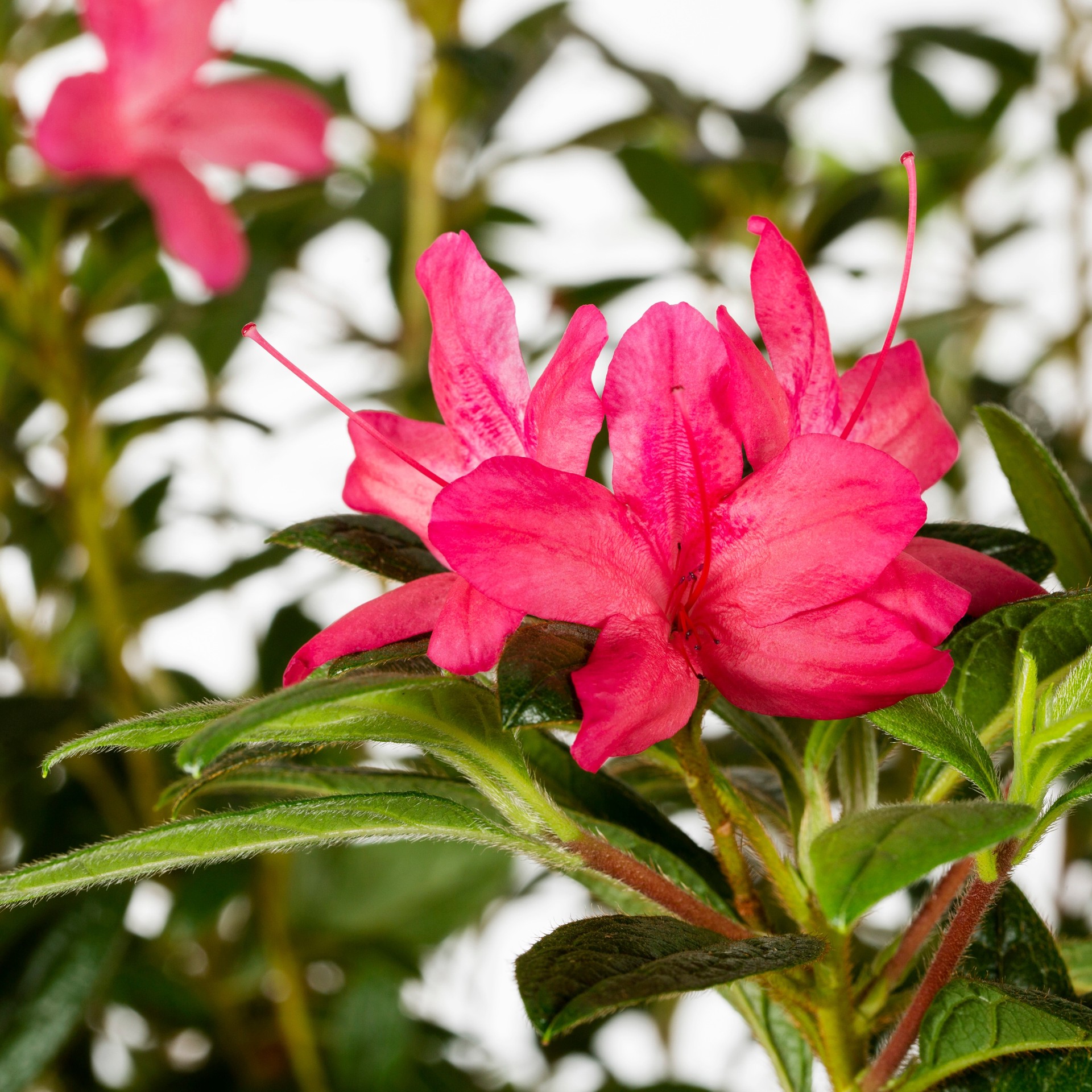 slide 5 of 6, Encore Azalea Multicolor Azalea Flowering Shrub in 3-Gallon (s) Pot, 1 ct