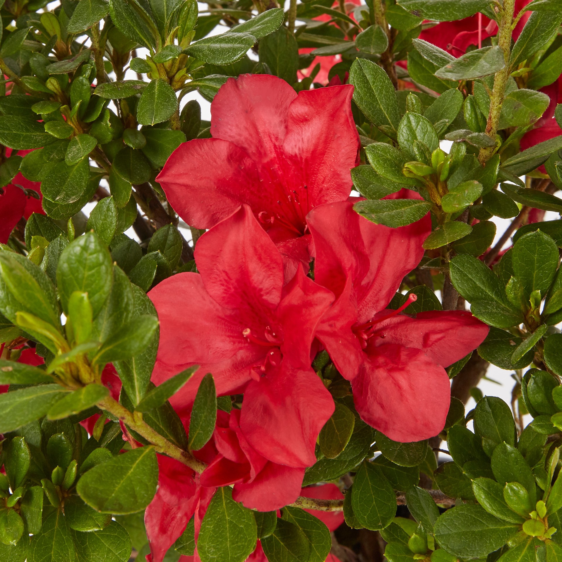 slide 2 of 6, Encore Azalea Multicolor Azalea Flowering Shrub in 3-Gallon (s) Pot, 1 ct