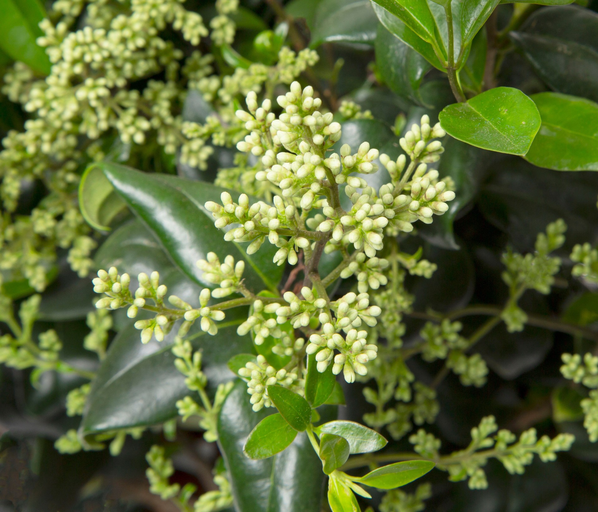 slide 2 of 2, Lowe's Ligustrum Foundation/Hedge Shrub in 2.25-Gallon (s) Pot, 1 ct