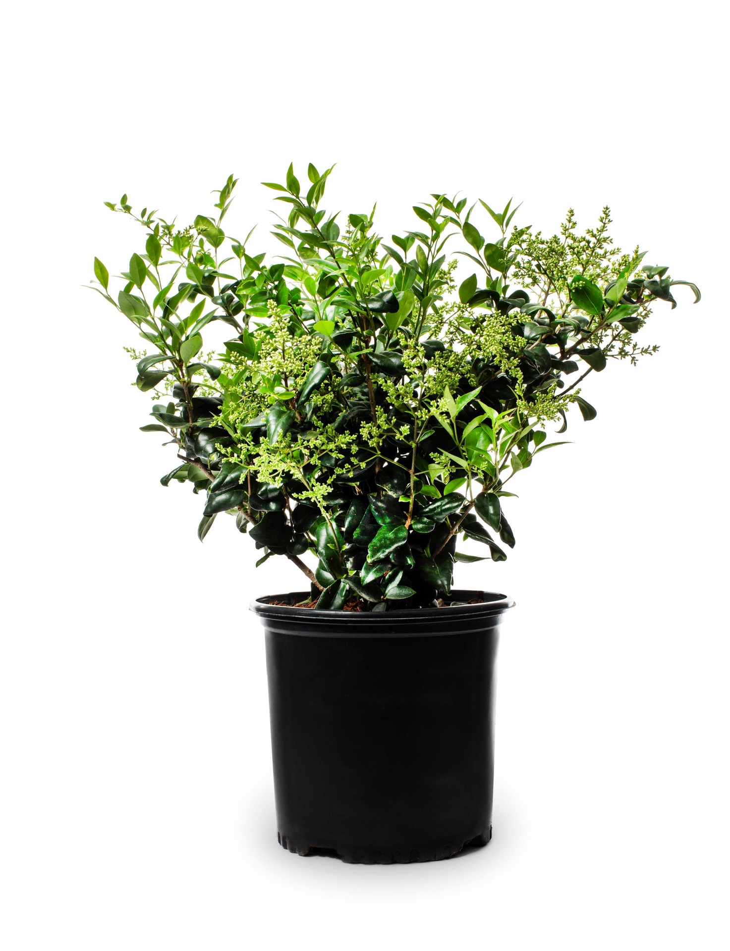 slide 1 of 2, Lowe's Ligustrum Foundation/Hedge Shrub in 2.25-Gallon (s) Pot, 1 ct