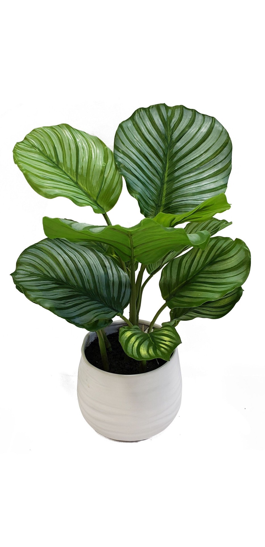 slide 1 of 6, allen + roth 19-in Green Indoor Desktop Calathea Artificial plant, 1 ct