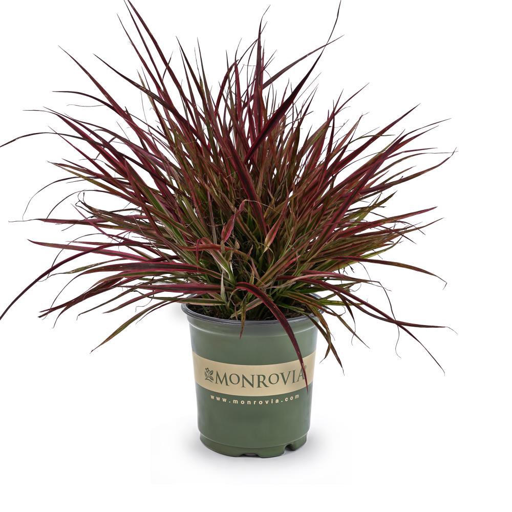 slide 1 of 1, Monrovia Purple Fountain Grass Plant in 2.5 -Quart Pot 1 -Pack, 1 ct
