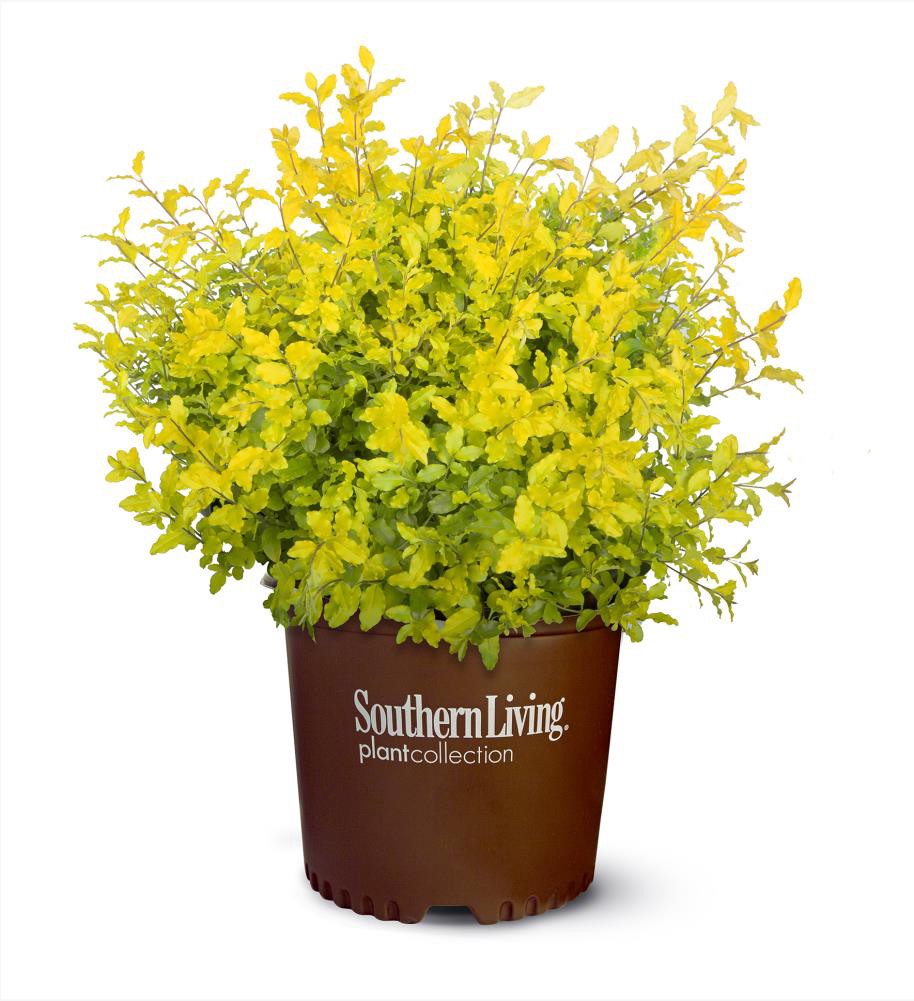 slide 1 of 2, Lowe's Sunshine Ligustrum Shrub in 3-Gallon (s), 1 ct