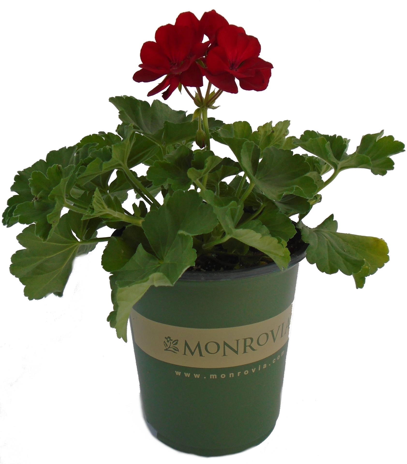 slide 1 of 1, Monrovia Multicolor Geranium in 1-Quart Pot, 1 ct