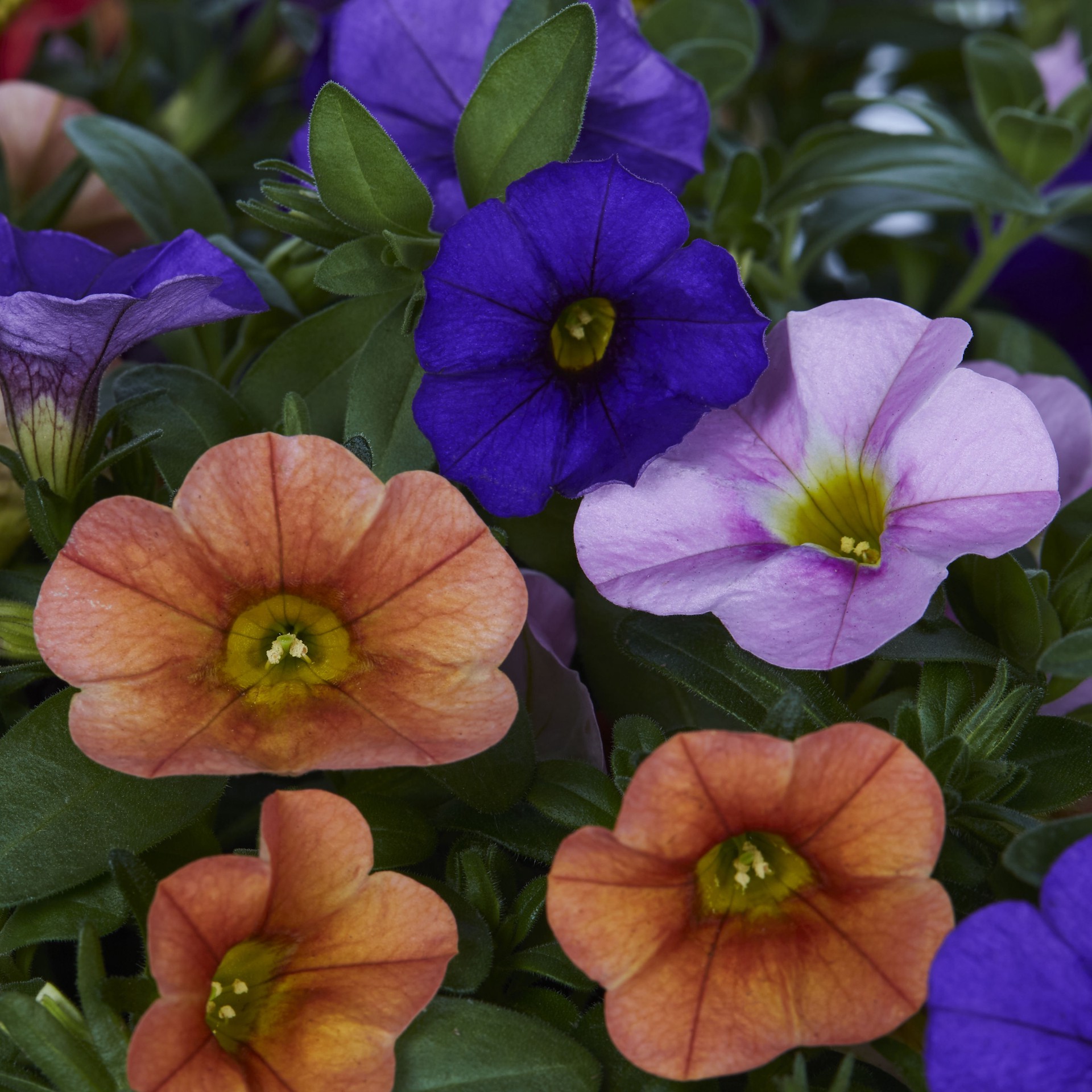 slide 2 of 6, Ready Refill Multicolor Calibrachoa Mix in 1.5-Gallons Pot, 1 ct