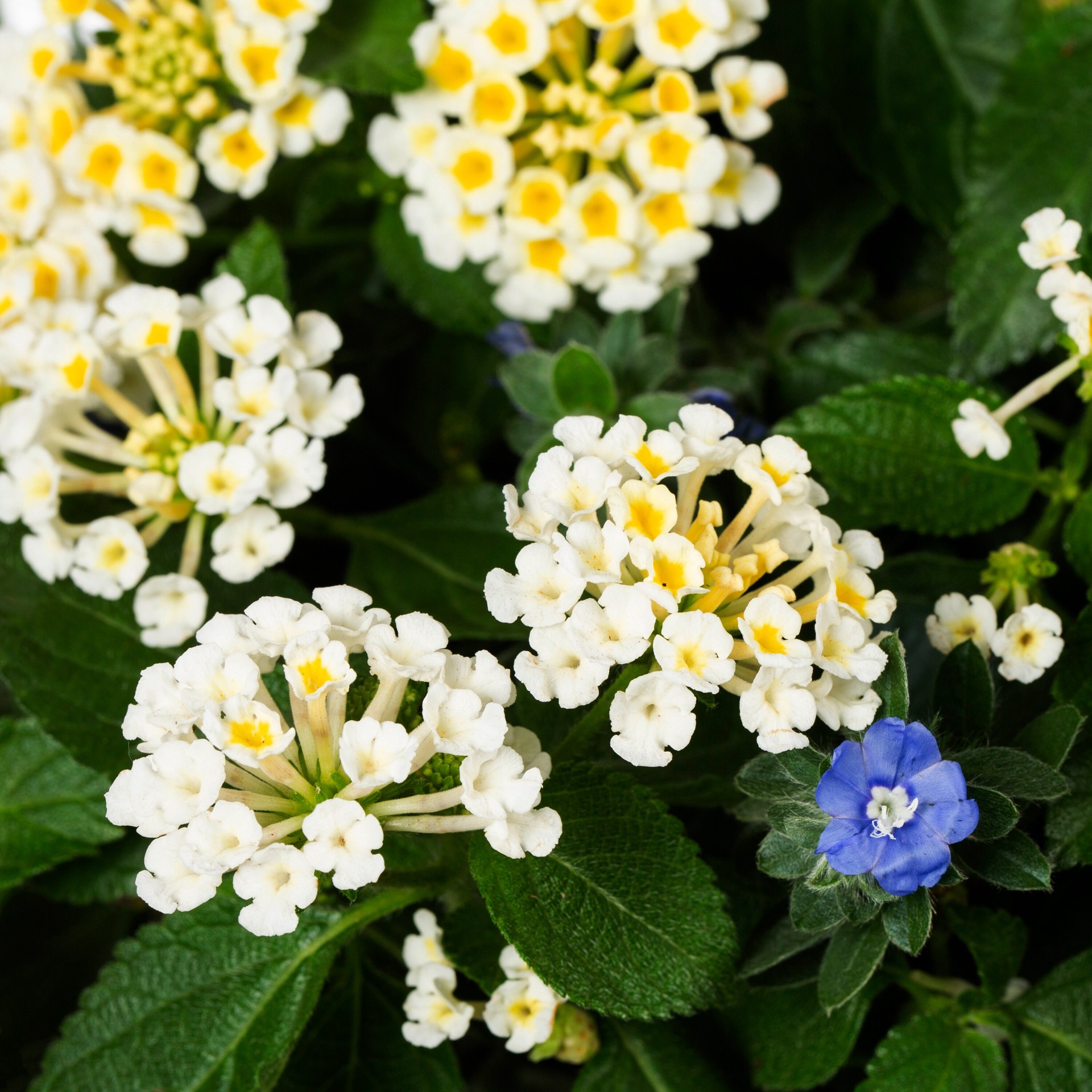 slide 2 of 2, Lowe's Multicolor Blown Away in 3 Gallon(s) Planter, 1 ct