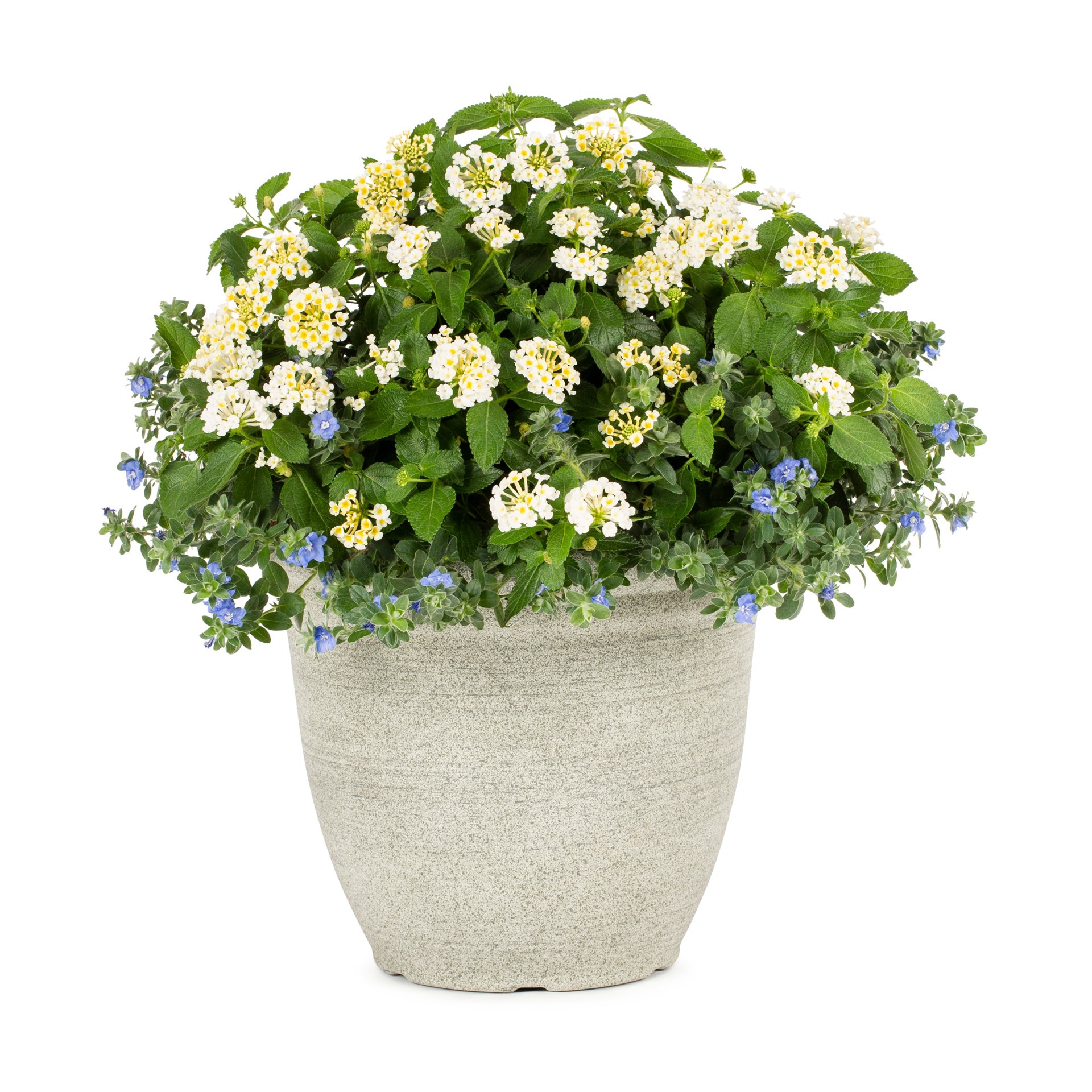 slide 1 of 2, Lowe's Multicolor Blown Away in 3 Gallon(s) Planter, 1 ct