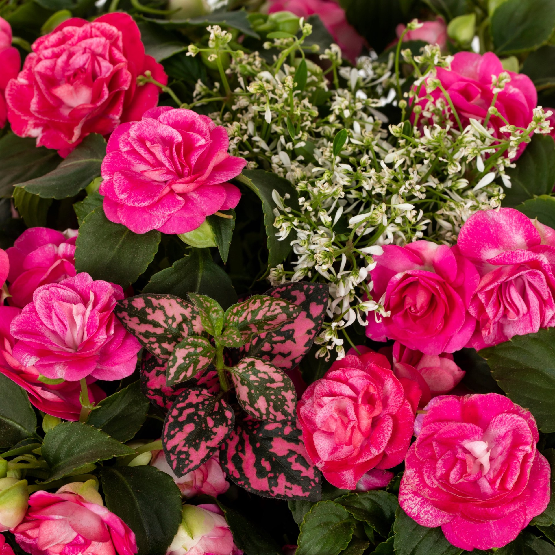 slide 2 of 4, Lowe's Multicolor Gloria Rose in 3 Gallon(s) Planter, 1 ct