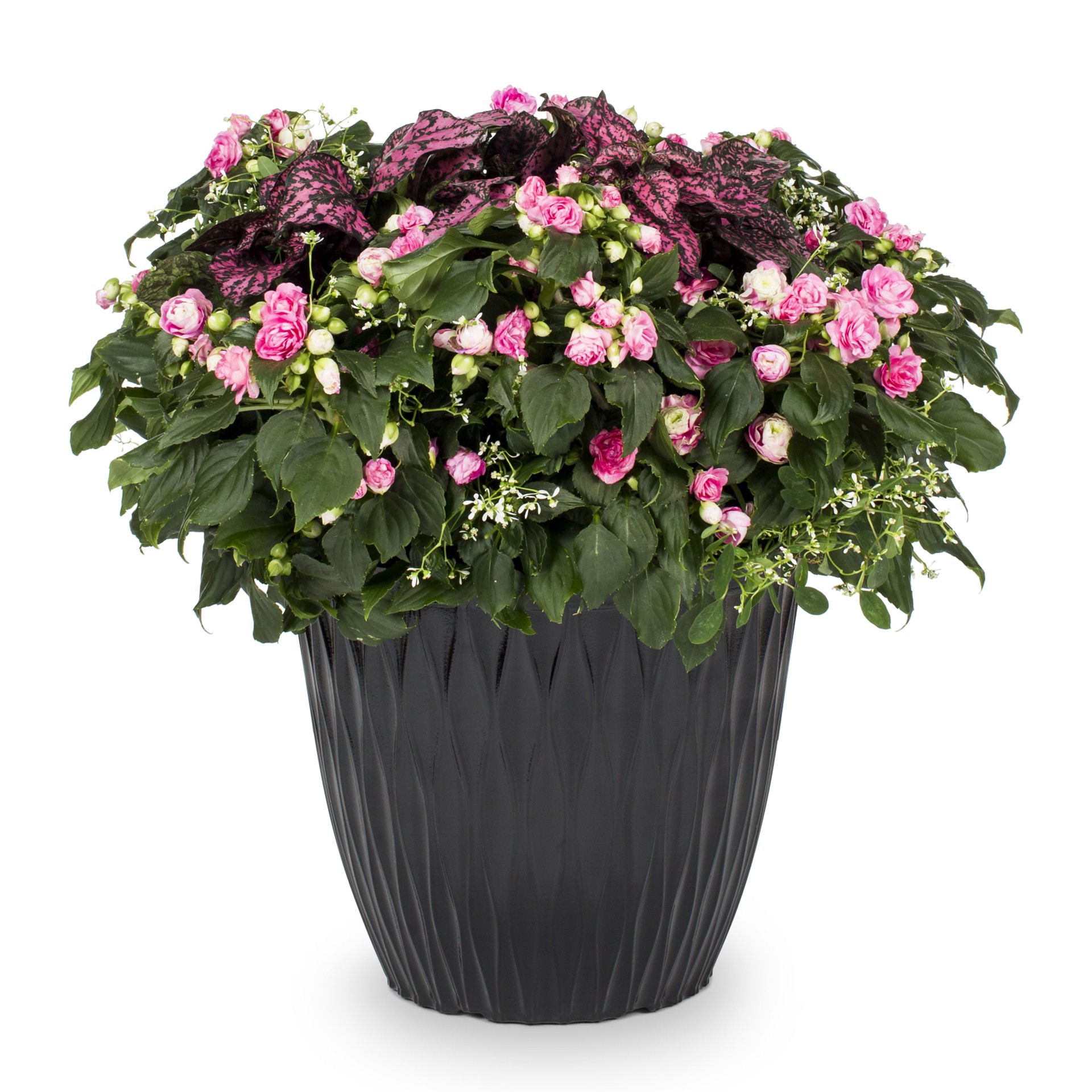 slide 3 of 4, Lowe's Multicolor Gloria Rose in 3 Gallon(s) Planter, 1 ct