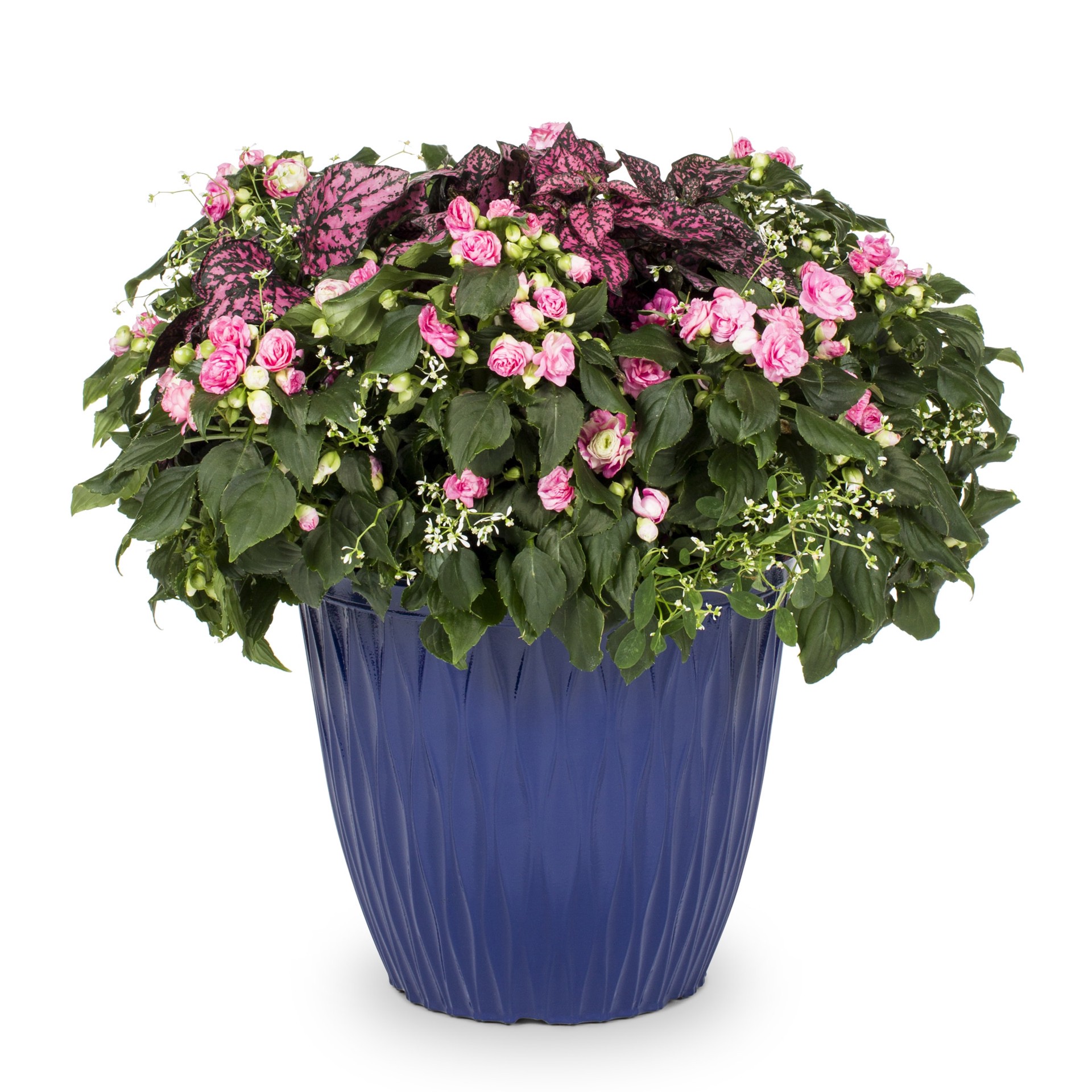 slide 4 of 4, Lowe's Multicolor Gloria Rose in 3 Gallon(s) Planter, 1 ct