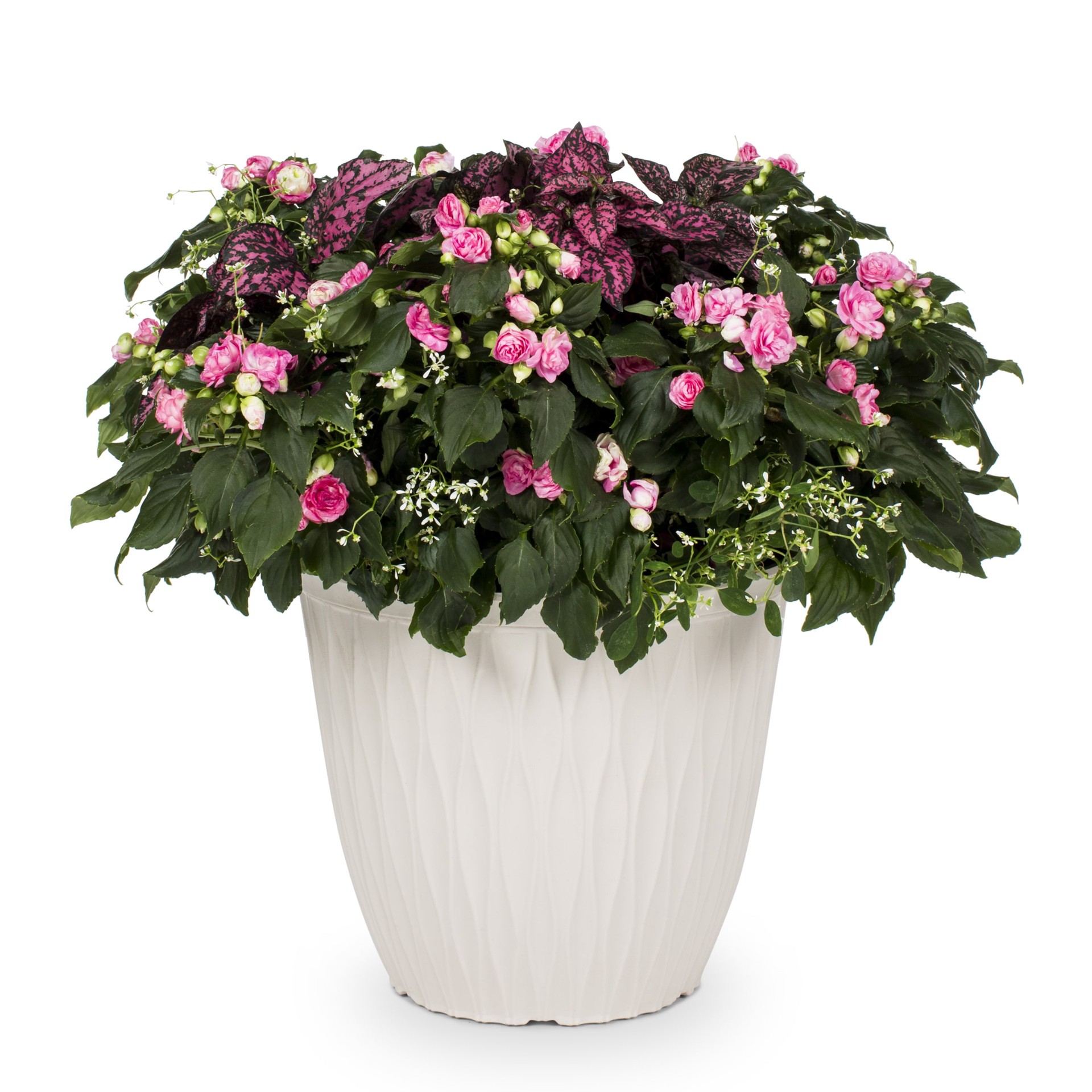 slide 1 of 4, Lowe's Multicolor Gloria Rose in 3 Gallon(s) Planter, 1 ct