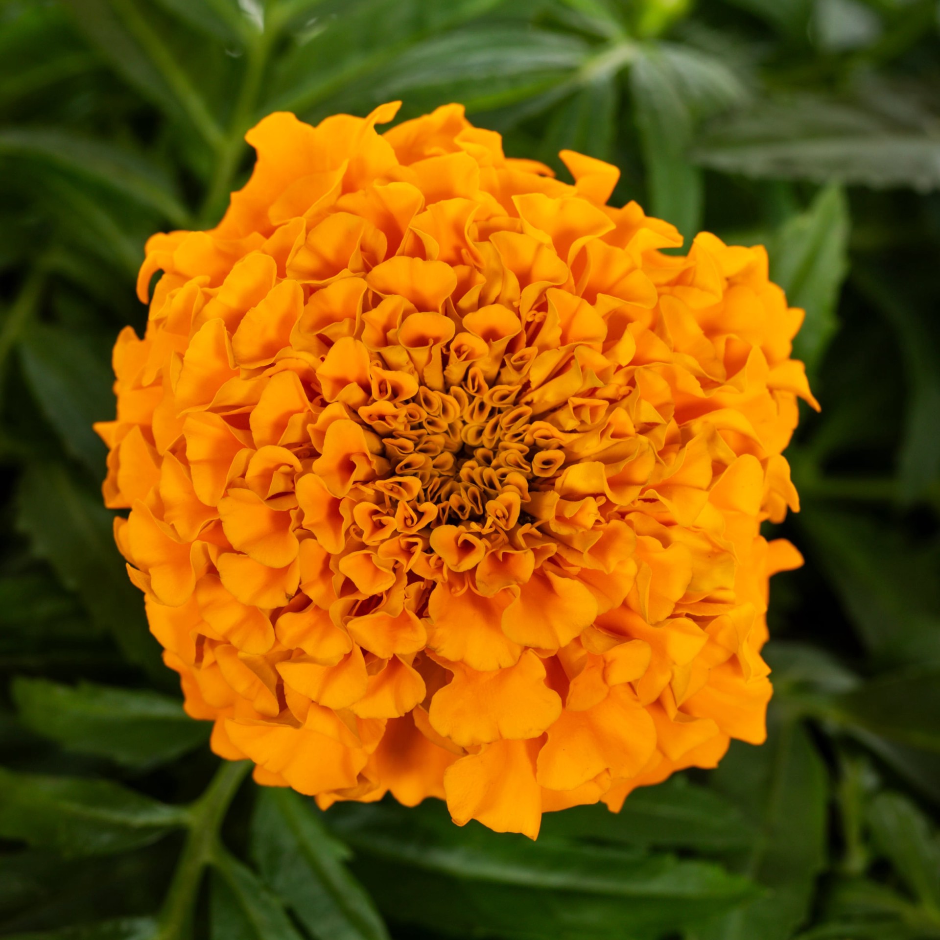 slide 2 of 6, Lowe's Multicolor Marigold in 1 Gallon(s) Planter 1 -Pack, 1 ct