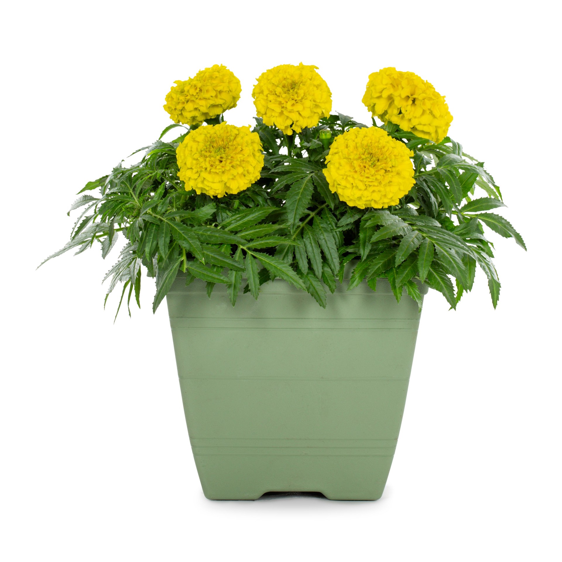 slide 3 of 6, Lowe's Multicolor Marigold in 1 Gallon(s) Planter 1 -Pack, 1 ct
