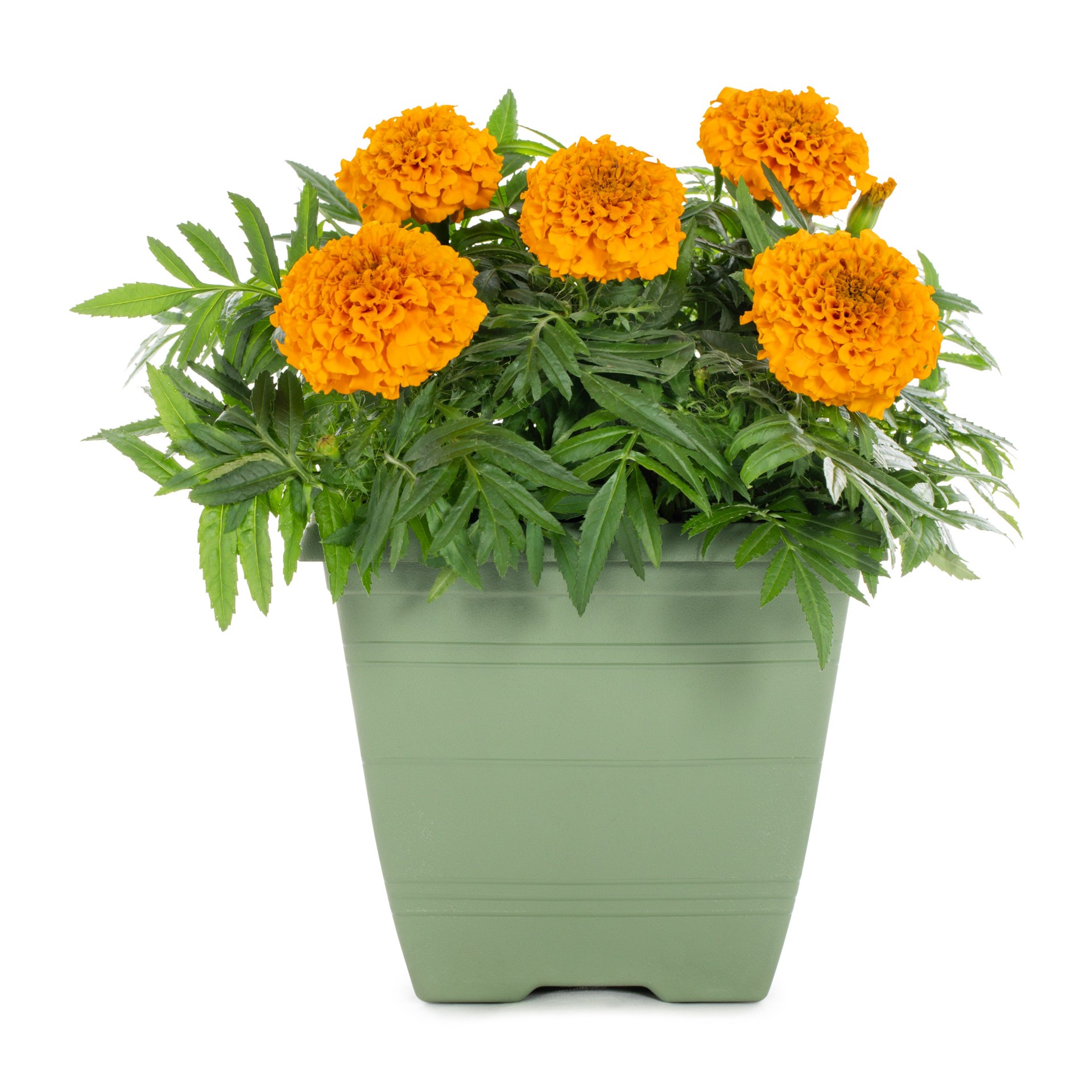 slide 4 of 6, Lowe's Multicolor Marigold in 1 Gallon(s) Planter 1 -Pack, 1 ct
