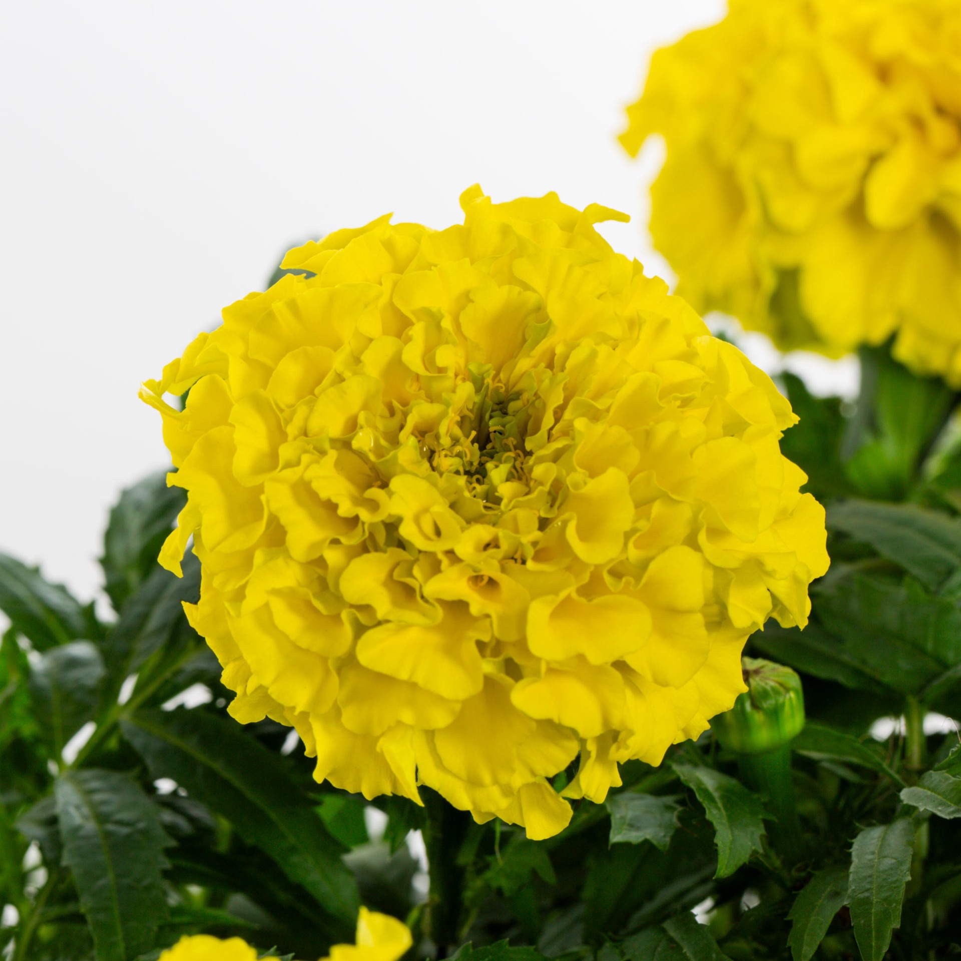 slide 5 of 6, Lowe's Multicolor Marigold in 1 Gallon(s) Planter 1 -Pack, 1 ct