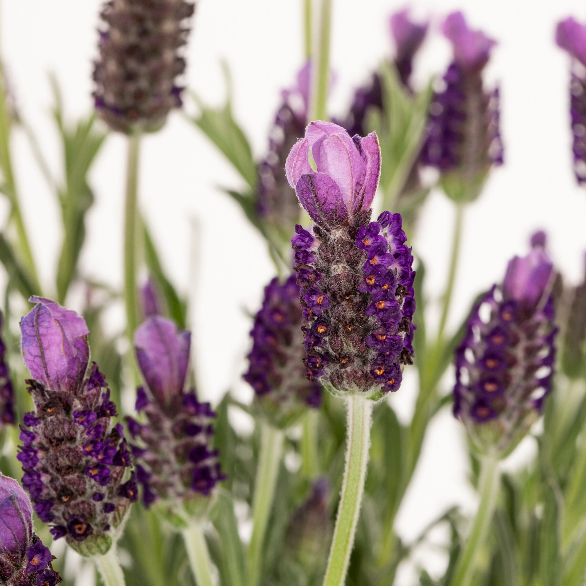 slide 2 of 2, Lowe's Lavender English Lavender Plant in 2.5-Quart Pot, 1 ct