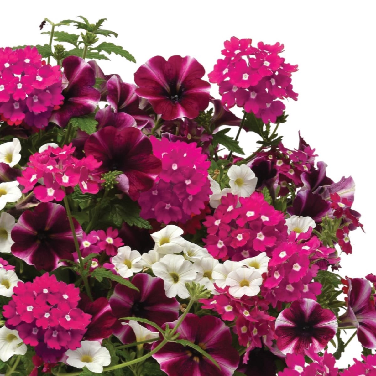 slide 2 of 4, Lowe's Multicolor Trixi Raspberry Sorbet in 2.5 Gallon(s) Planter, 1 ct