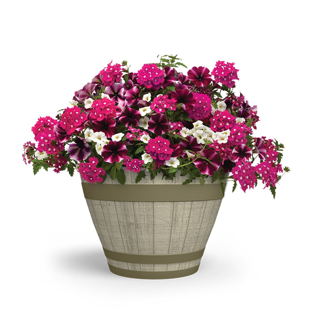 slide 1 of 4, Lowe's Multicolor Trixi Raspberry Sorbet in 2.5 Gallon(s) Planter, 1 ct