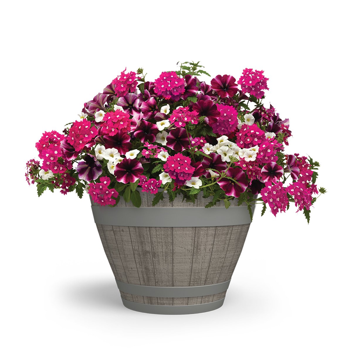 slide 3 of 4, Lowe's Multicolor Trixi Raspberry Sorbet in 2.5 Gallon(s) Planter, 1 ct