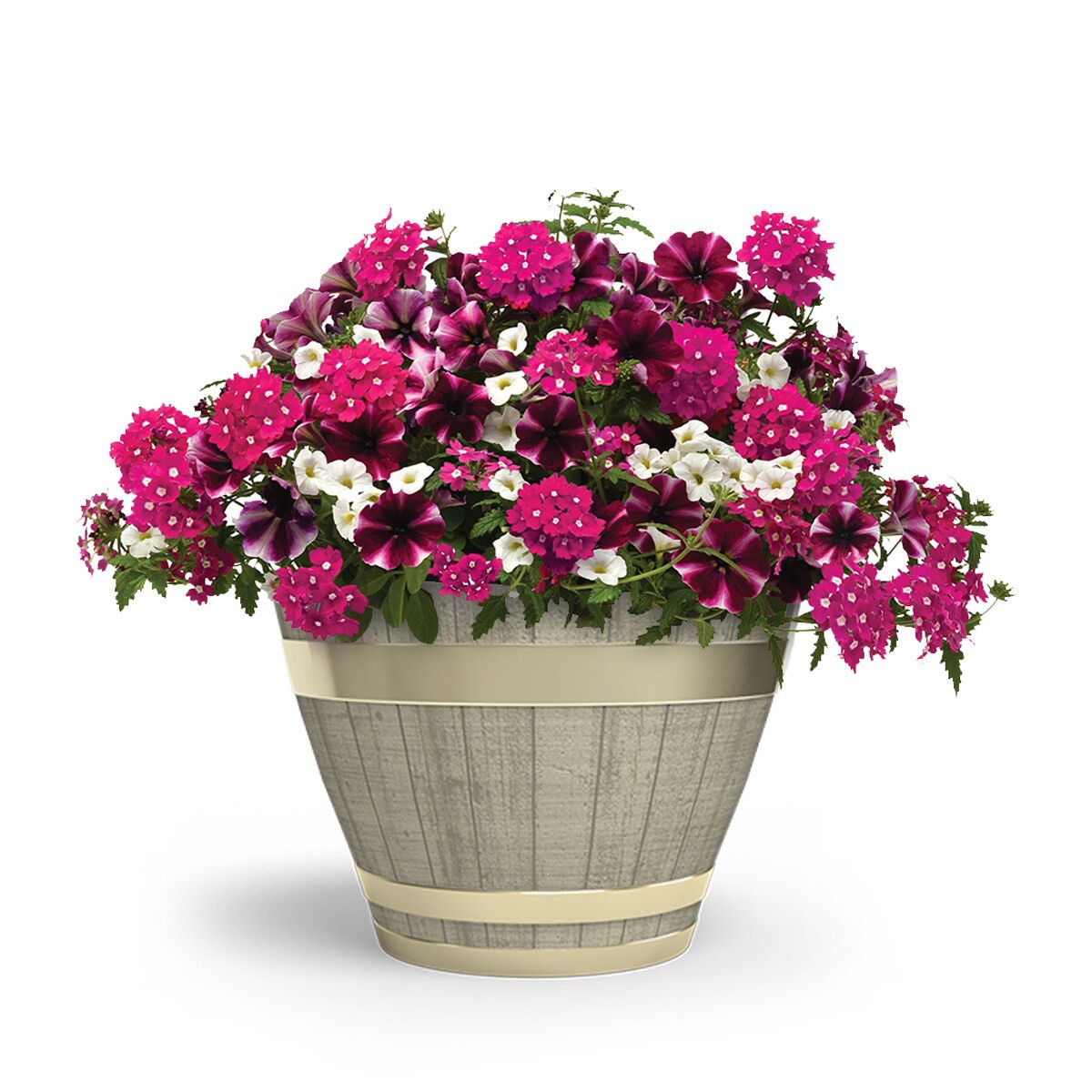 slide 4 of 4, Lowe's Multicolor Trixi Raspberry Sorbet in 2.5 Gallon(s) Planter, 1 ct