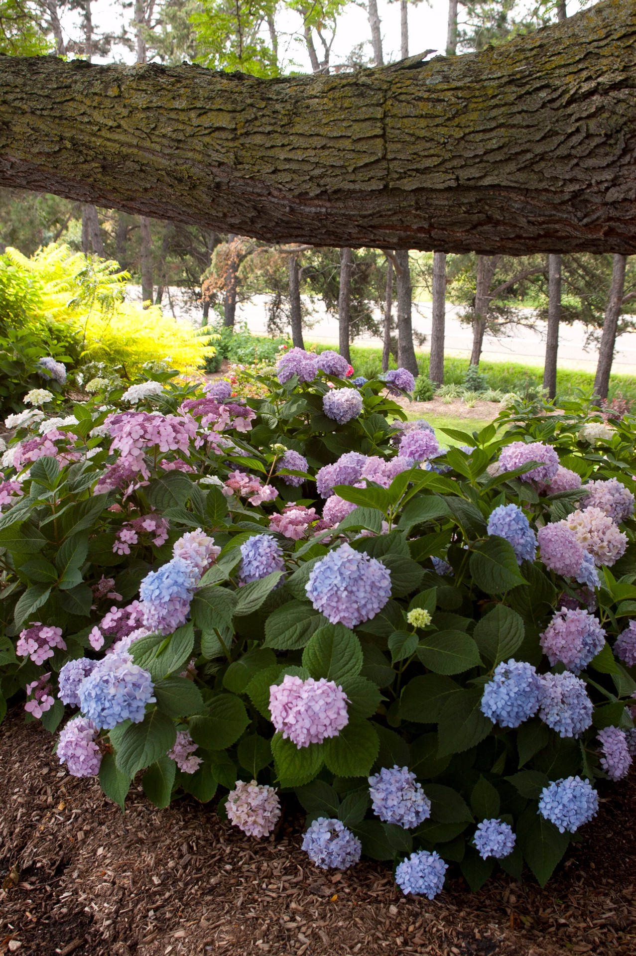 slide 3 of 6, Lowe's The Original Reblooming Hydrangea Flowering Shrub in 3 -Gallon Pot 1.0 -Pack with Blue Blooms, 1 ct