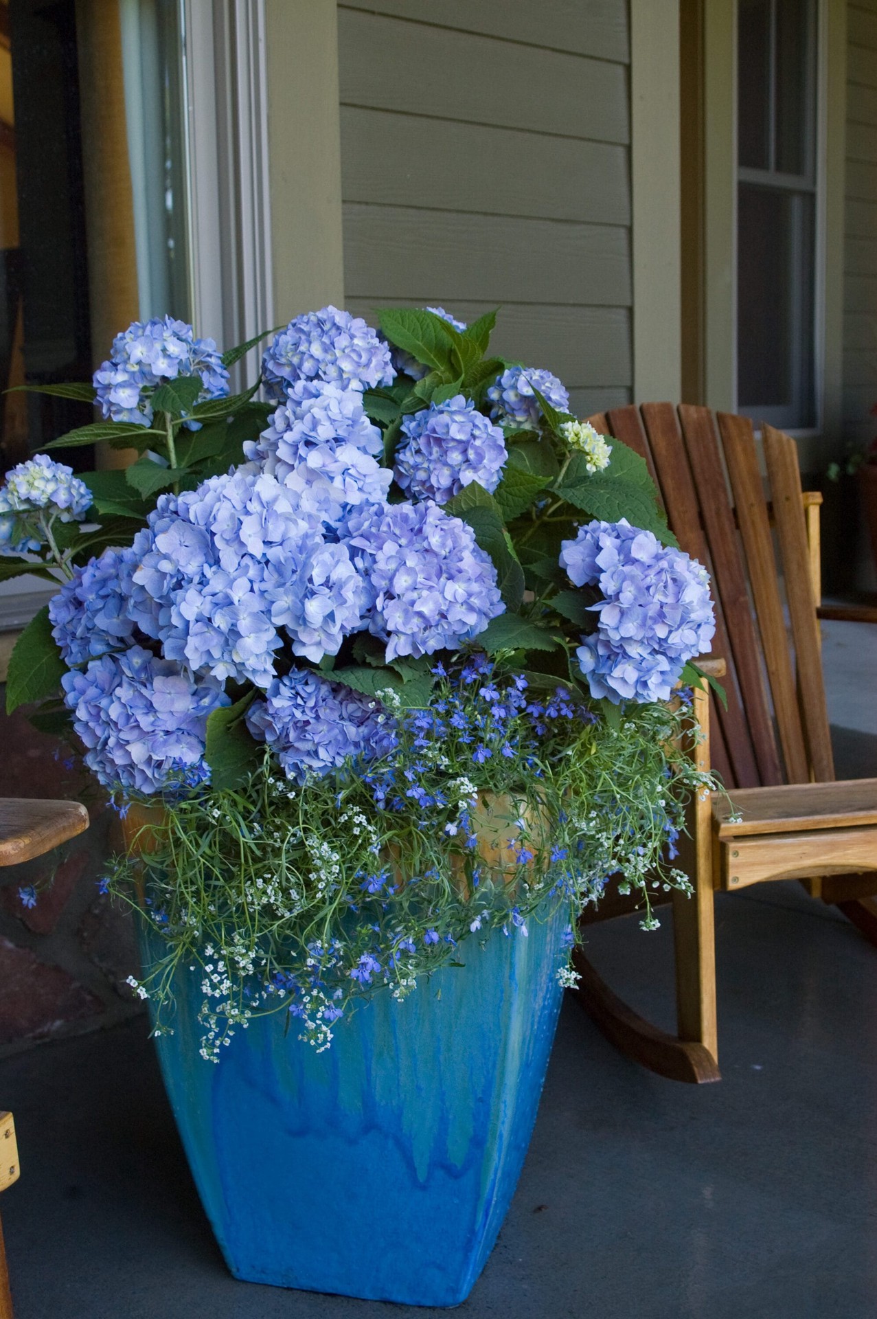 slide 4 of 6, Lowe's The Original Reblooming Hydrangea Flowering Shrub in 3 -Gallon Pot 1.0 -Pack with Blue Blooms, 1 ct