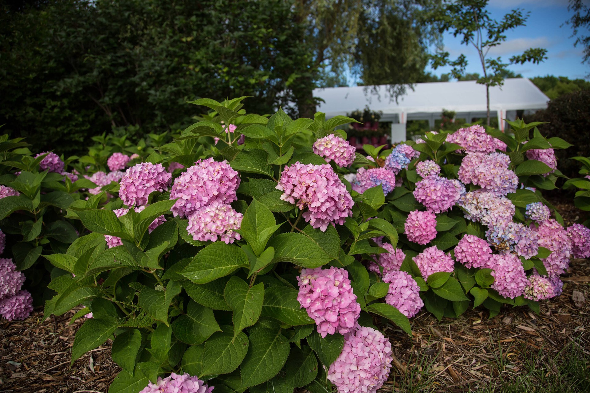 slide 5 of 6, Lowe's The Original Reblooming Hydrangea Flowering Shrub in 3 -Gallon Pot 1.0 -Pack with Blue Blooms, 1 ct