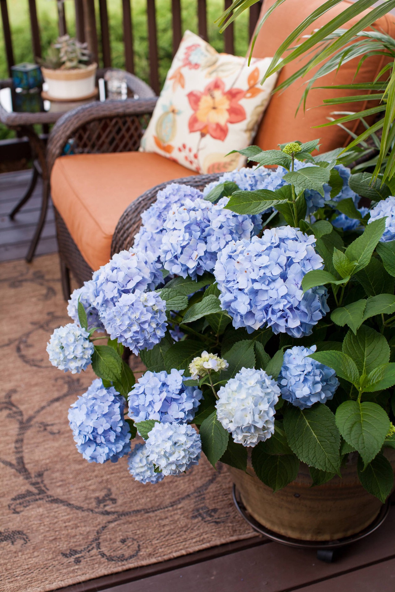 slide 6 of 6, Lowe's The Original Reblooming Hydrangea Flowering Shrub in 3 -Gallon Pot 1.0 -Pack with Blue Blooms, 1 ct