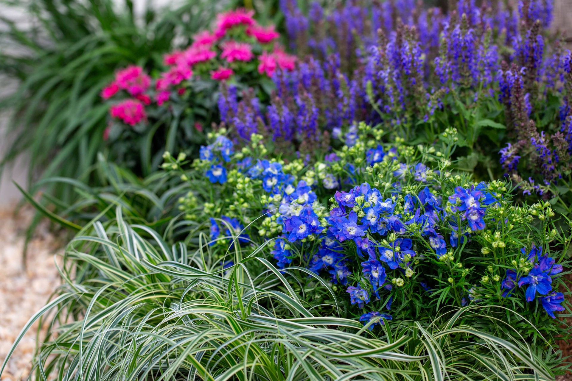 slide 2 of 2, Monrovia Multicolor Delphinium Plant in 2.5 -Quart Pot 1.0 -Pack, 1 ct