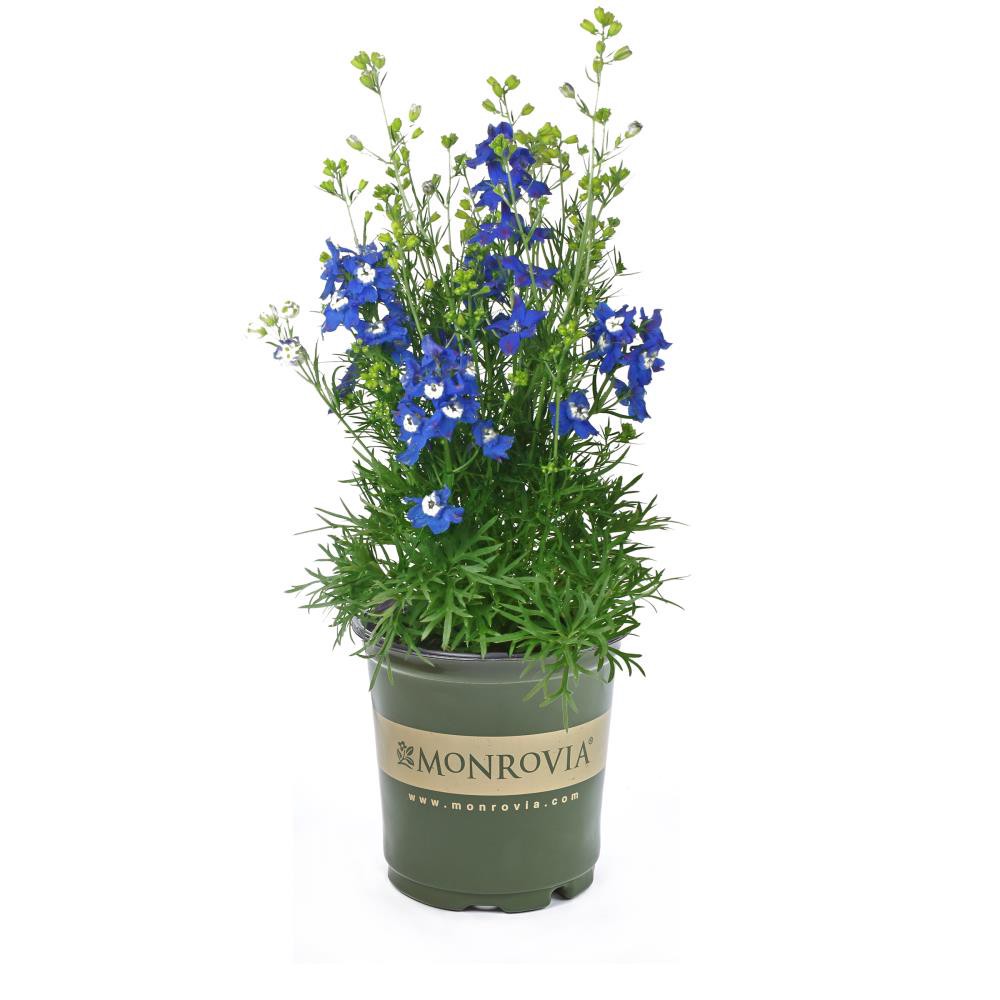 slide 1 of 2, Monrovia Multicolor Delphinium Plant in 2.5 -Quart Pot 1.0 -Pack, 1 ct