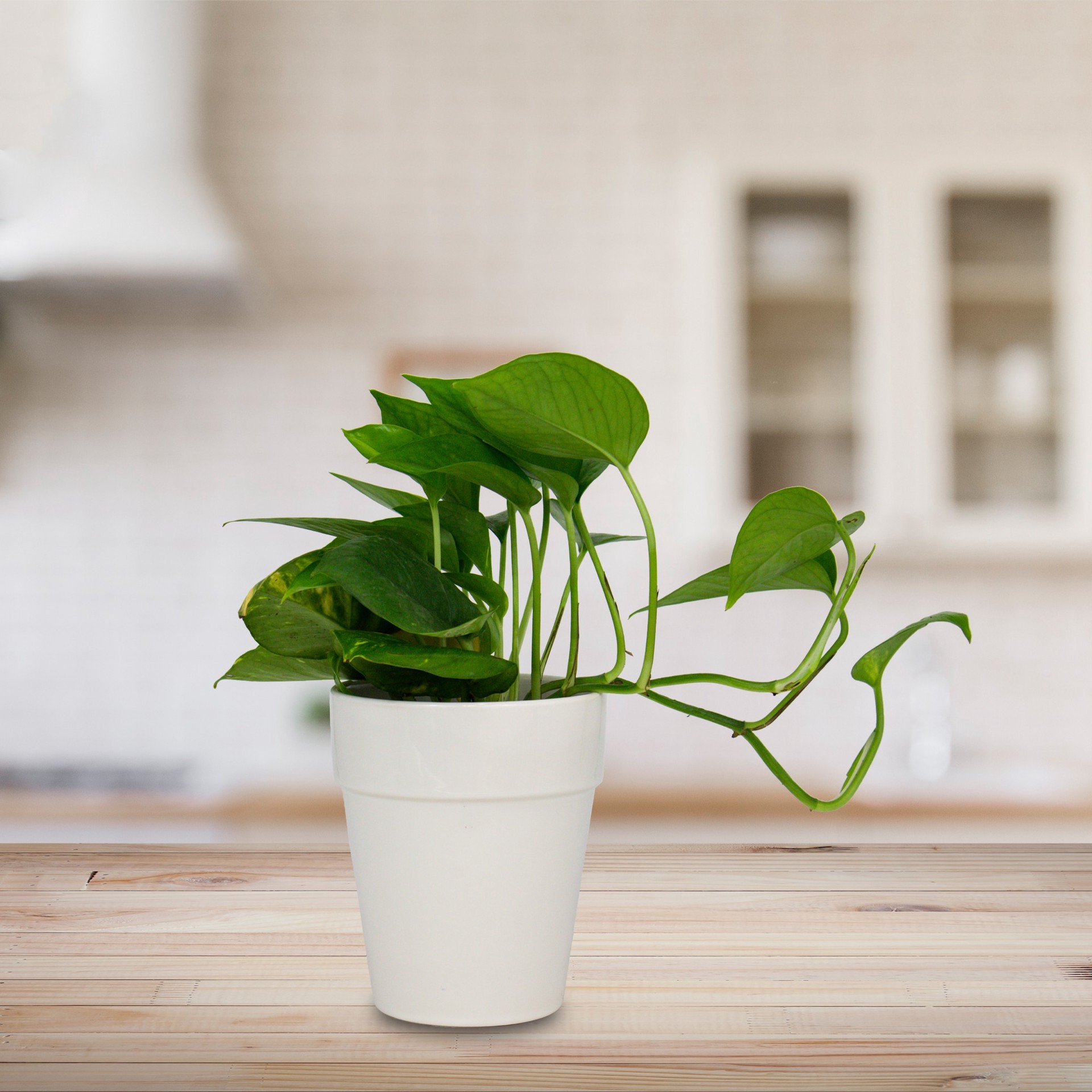 slide 2 of 6, allen + roth Round 5.83-in W x 4.92-in L White Ceramic Indoor Planter, 1 ct