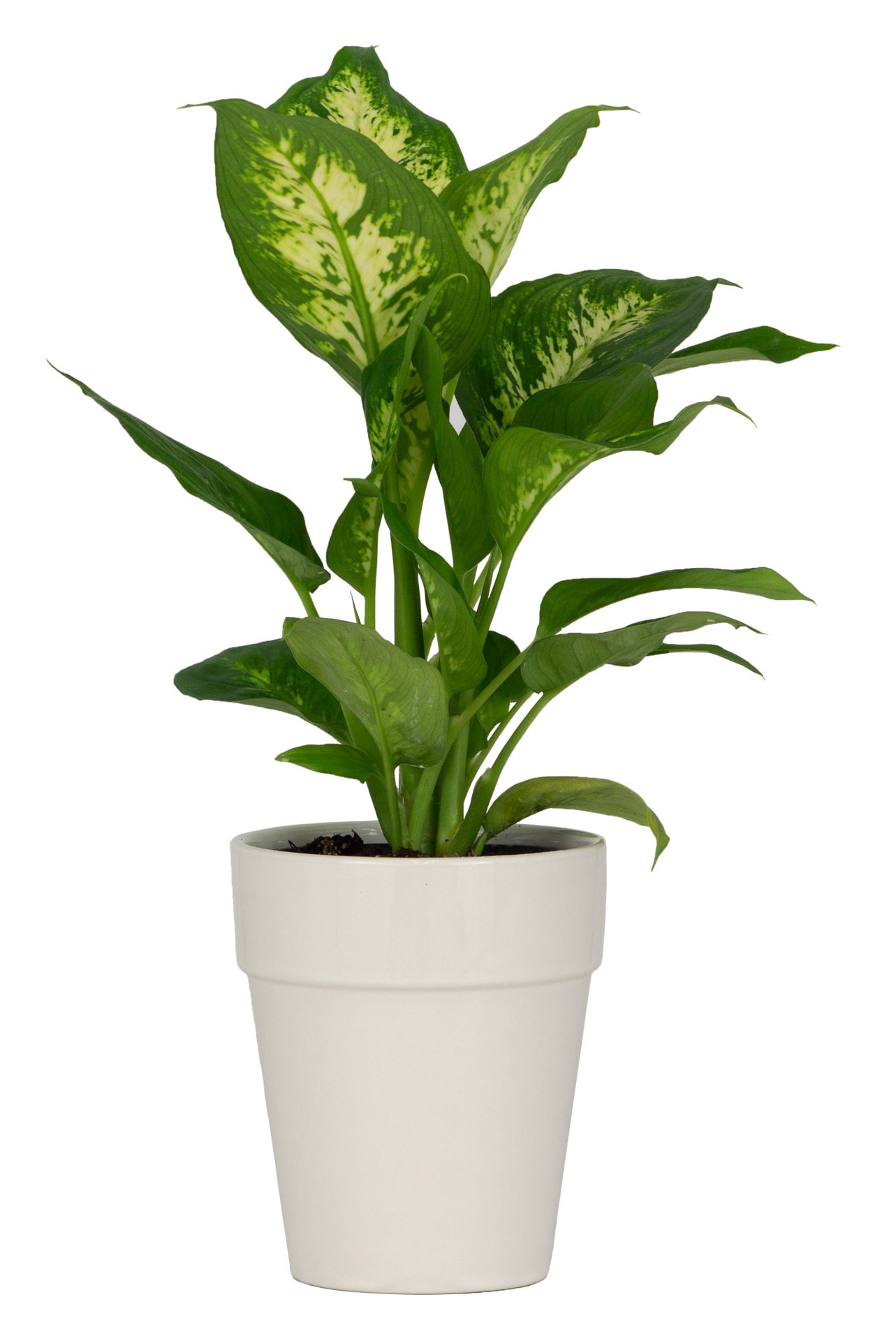 slide 3 of 6, allen + roth Round 5.83-in W x 4.92-in L White Ceramic Indoor Planter, 1 ct
