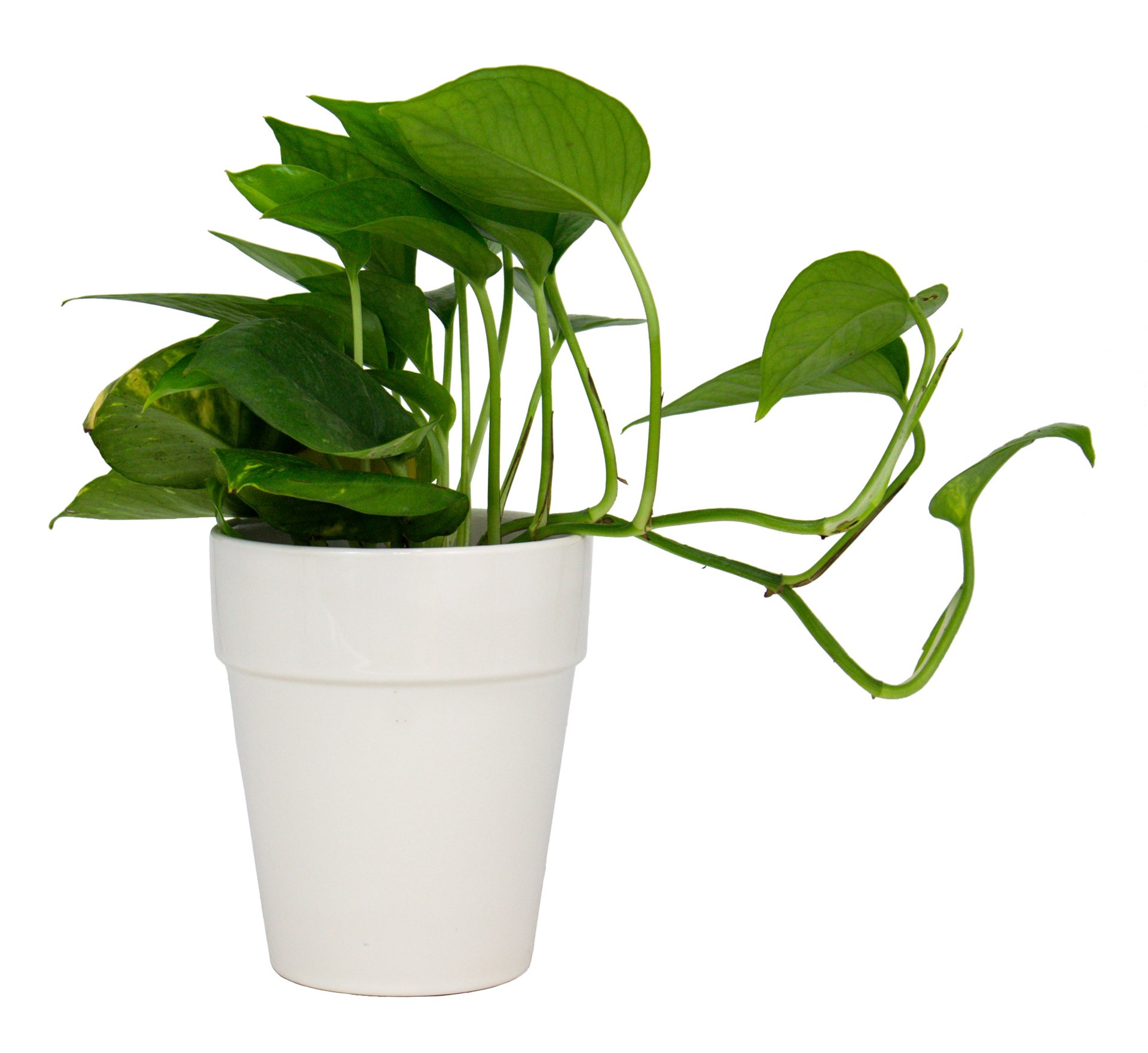 slide 4 of 6, allen + roth Round 5.83-in W x 4.92-in L White Ceramic Indoor Planter, 1 ct