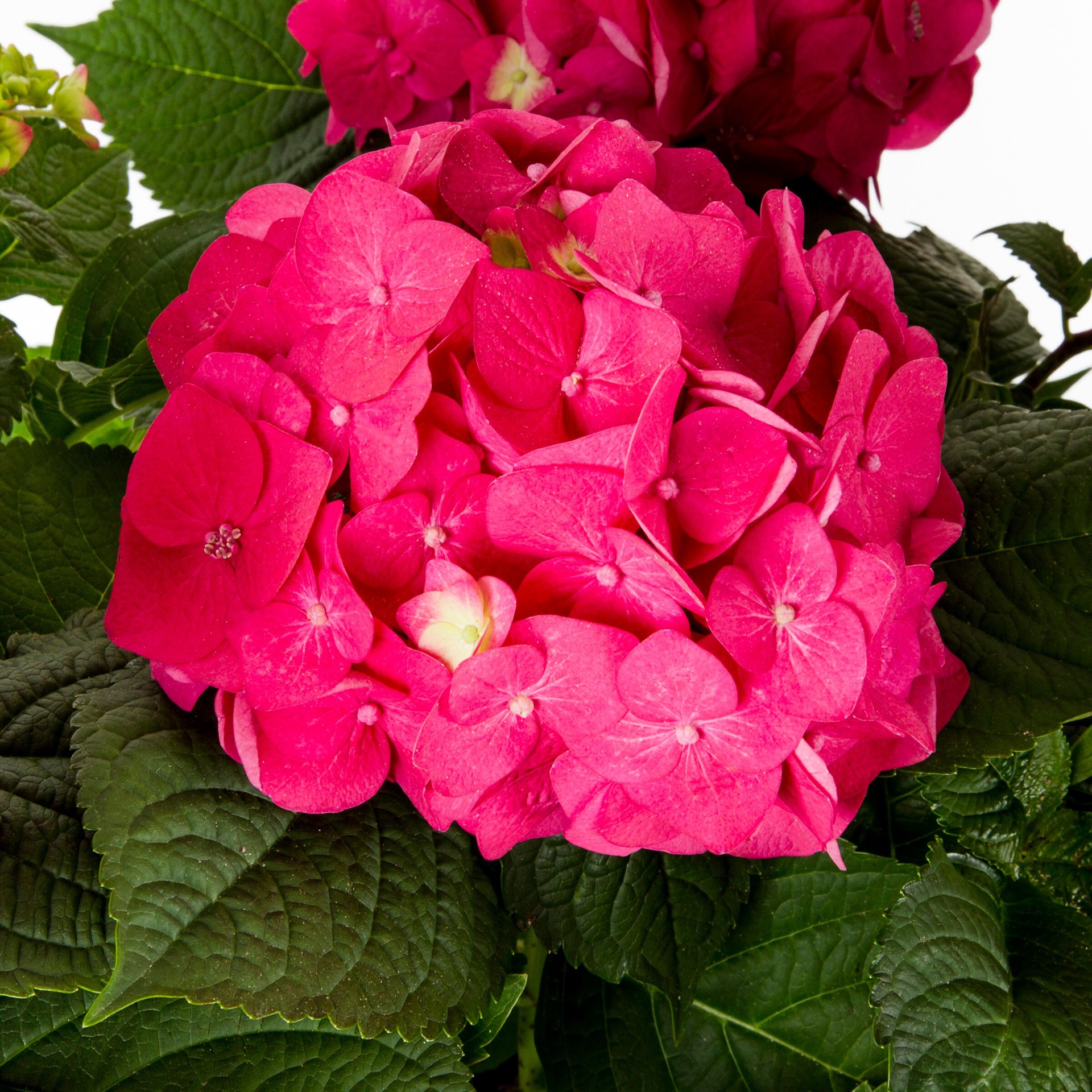 slide 2 of 2, Lowe's Endless Summer#174 summer crush#174 Bigleaf Hydrangea Flowering Shrub in 1 -Gallon Pot 1.0 -Pack with Red Blooms, 1 ct
