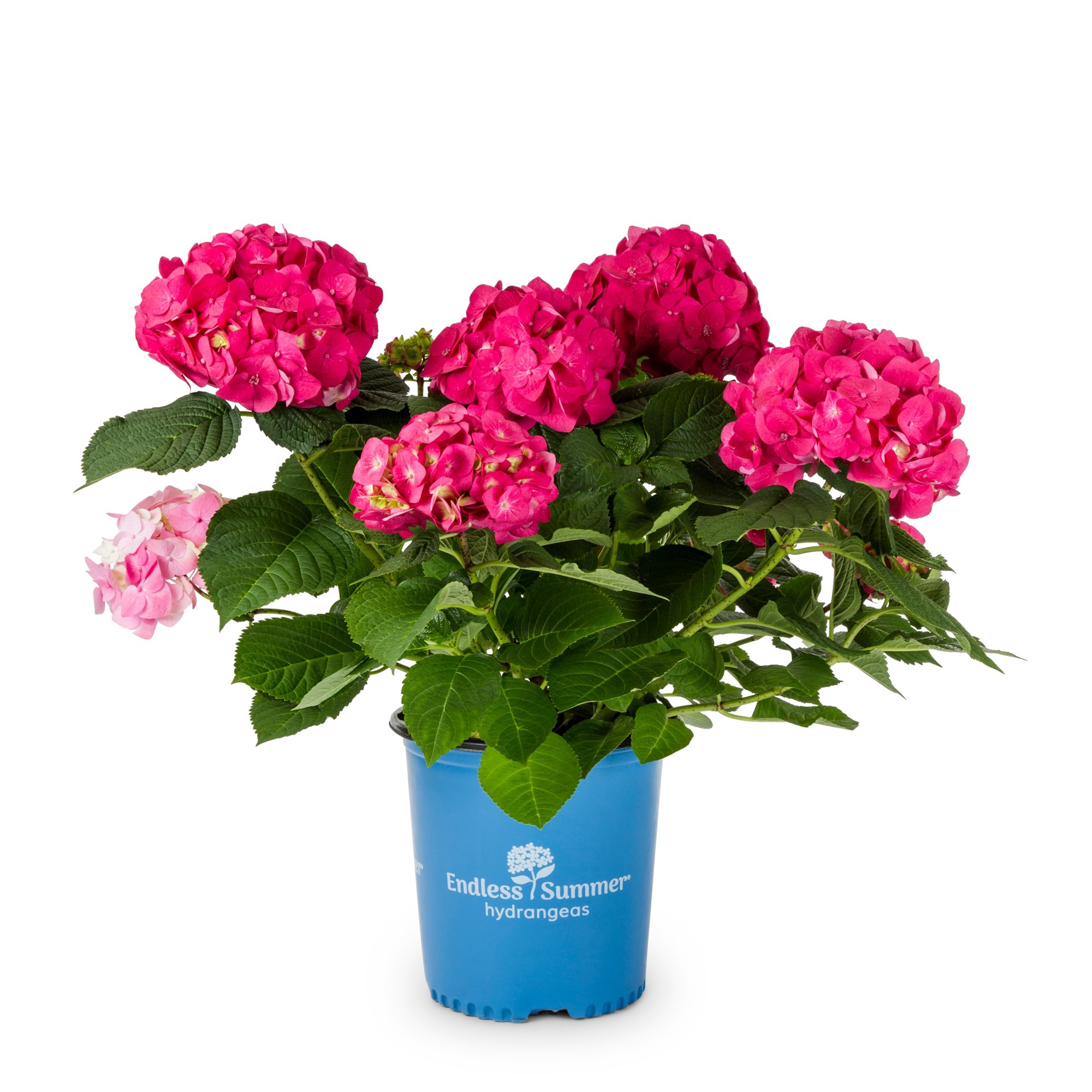 slide 1 of 2, Lowe's Endless Summer#174 summer crush#174 Bigleaf Hydrangea Flowering Shrub in 1 -Gallon Pot 1.0 -Pack with Red Blooms, 1 ct