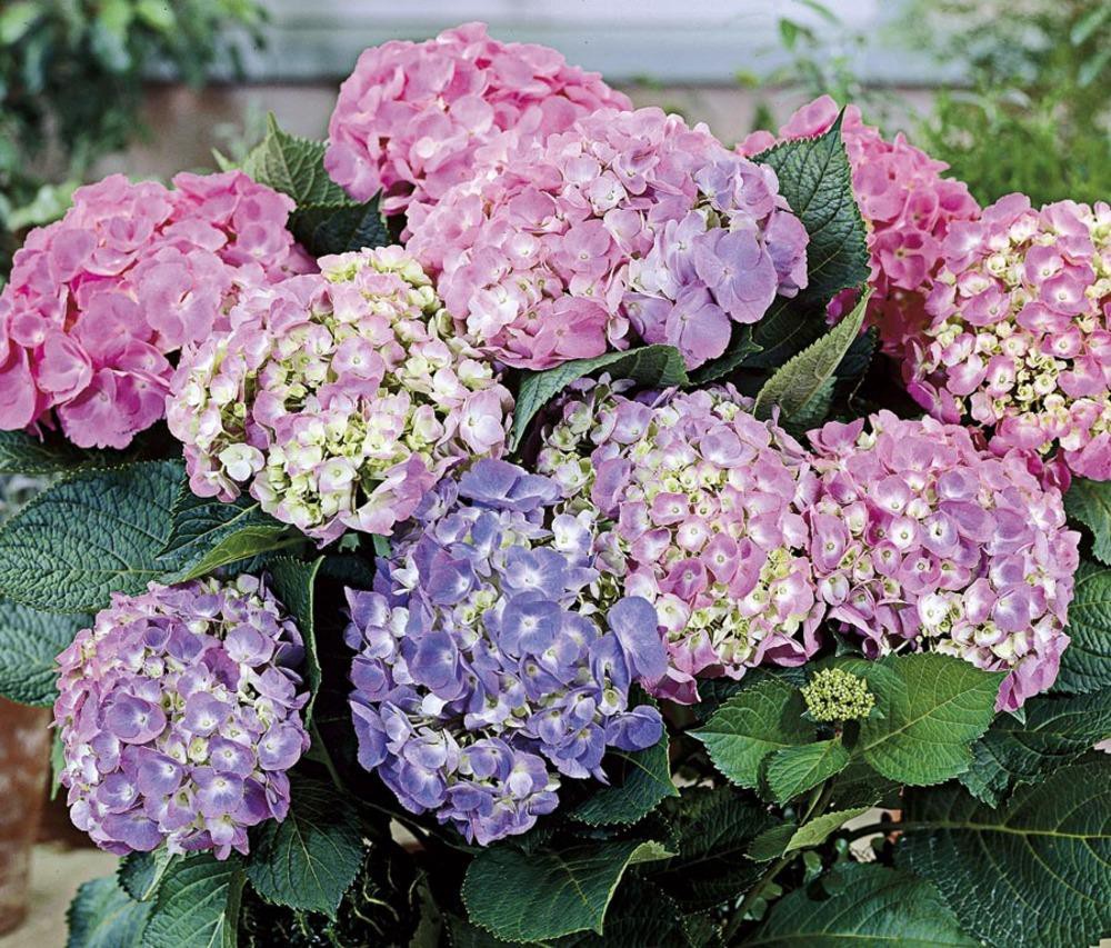 Lowe's Assorted colors hydrangea in 1.76 Quart(s) Pot 1 -Pack 1 ct | shipt