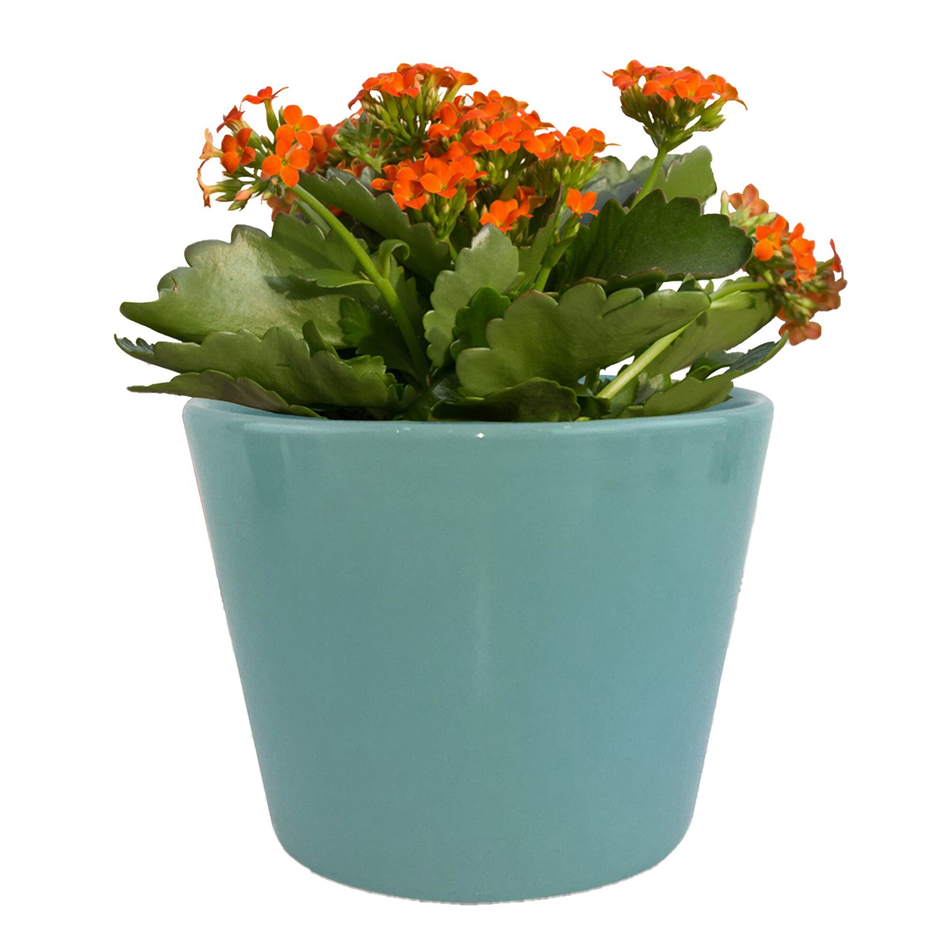 slide 5 of 6, allen + roth Round 4.3-in W x 4.92-in L Blue Ceramic Indoor Planter, 1 ct