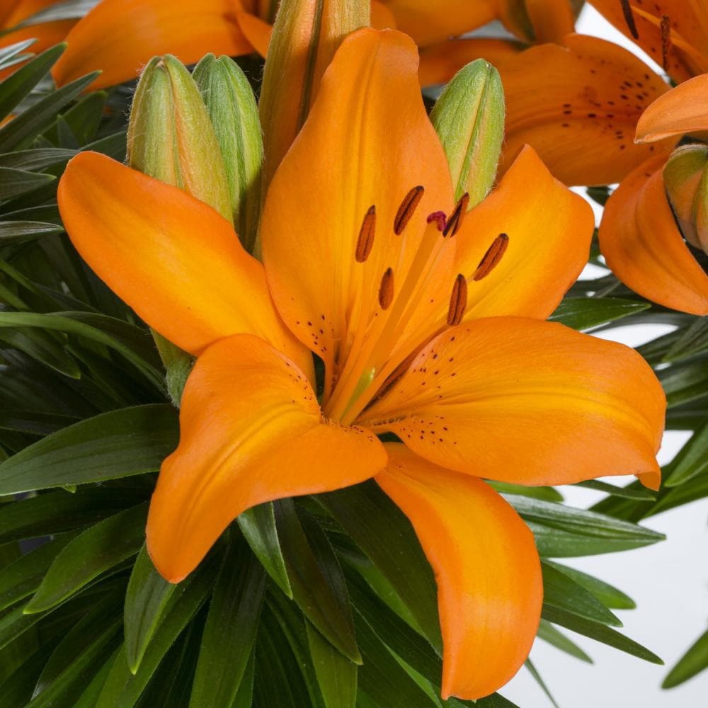 slide 2 of 6, Lowe's Multicolor Asiatic Lily Plant in 2-Gallon (s) Planter, 1 ct