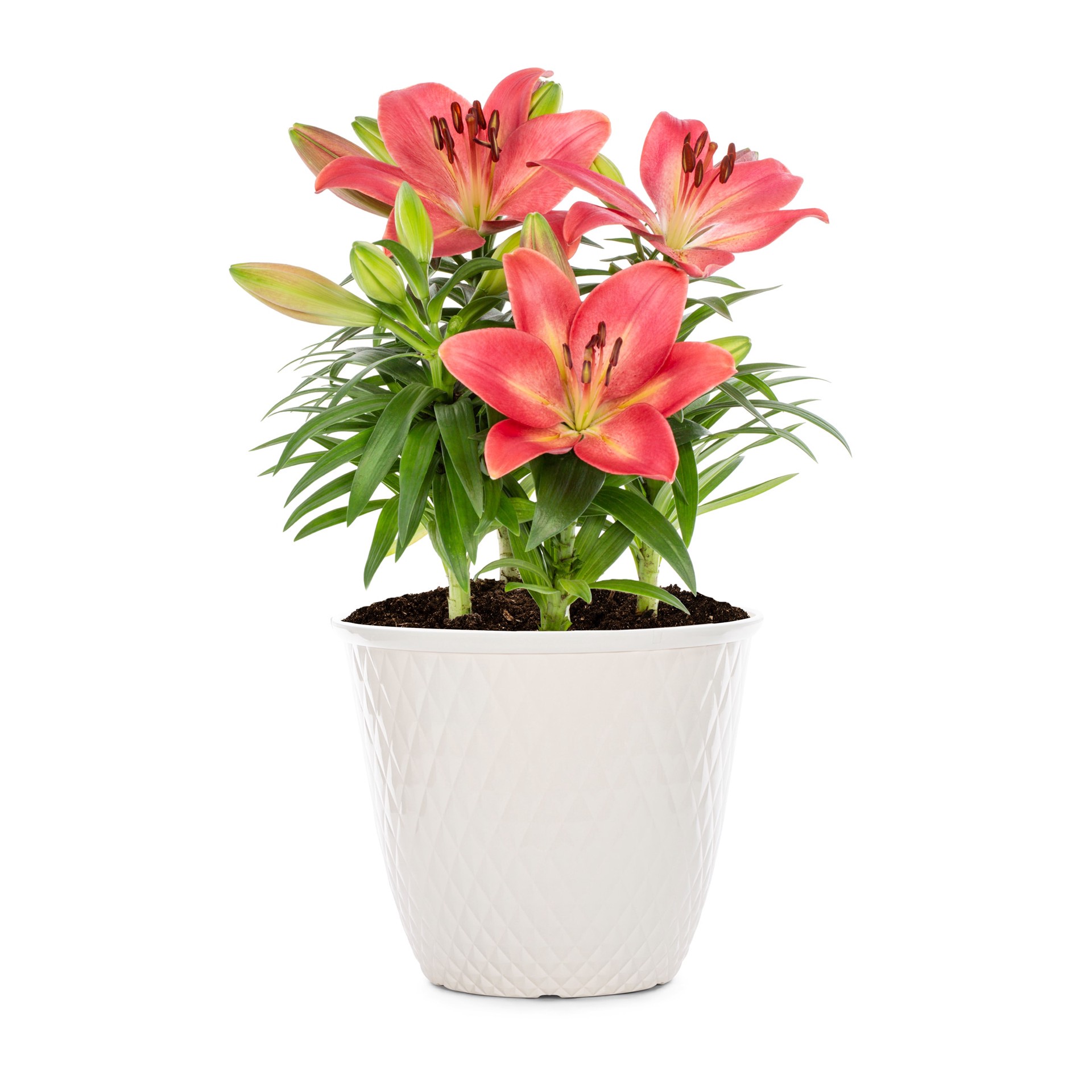 slide 3 of 6, Lowe's Multicolor Asiatic Lily Plant in 2-Gallon (s) Planter, 1 ct