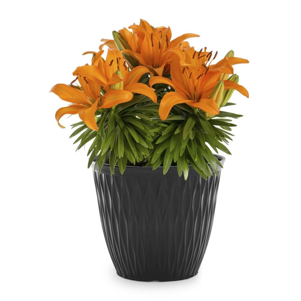 slide 1 of 6, Lowe's Multicolor Asiatic Lily Plant in 2-Gallon (s) Planter, 1 ct