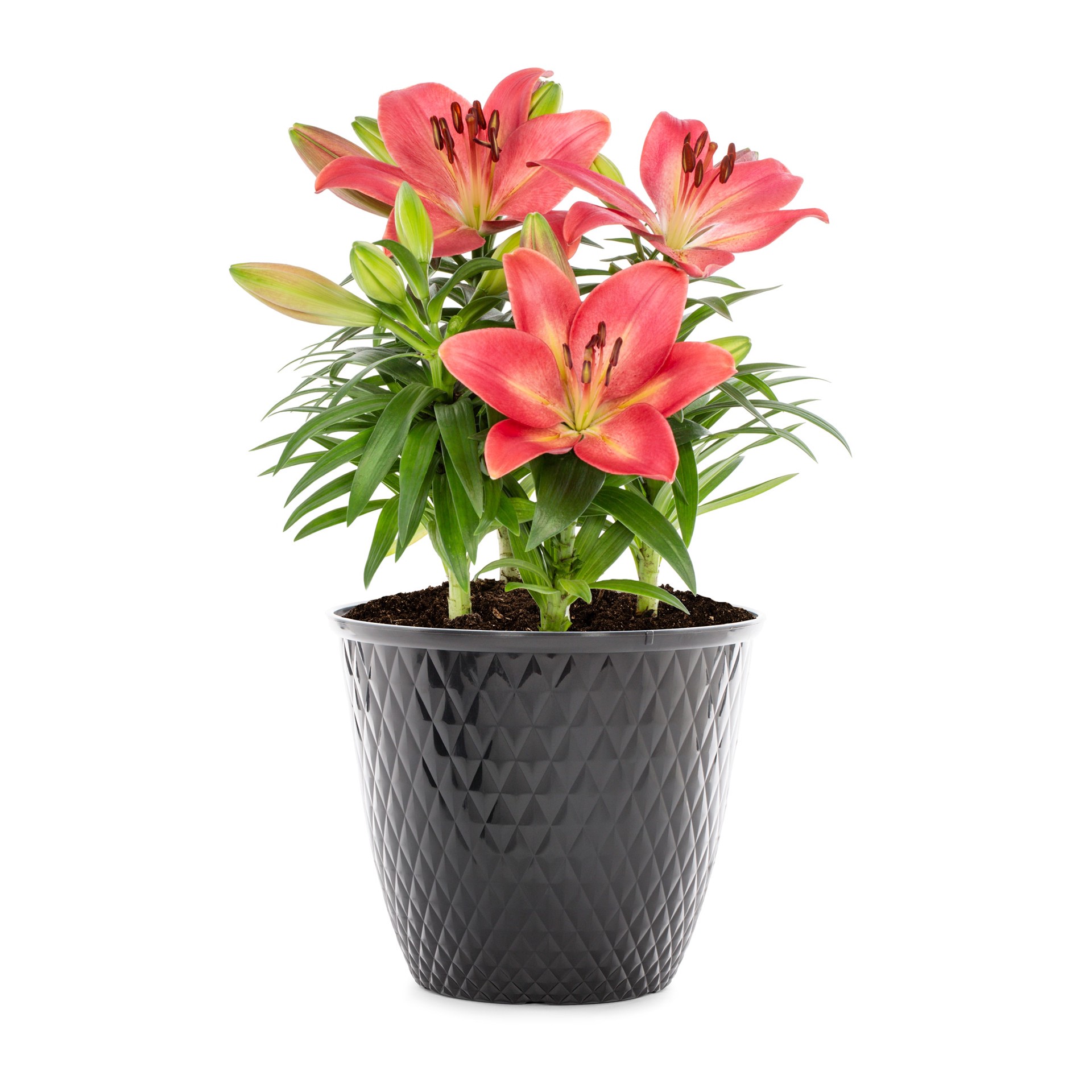 slide 4 of 6, Lowe's Multicolor Asiatic Lily Plant in 2-Gallon (s) Planter, 1 ct